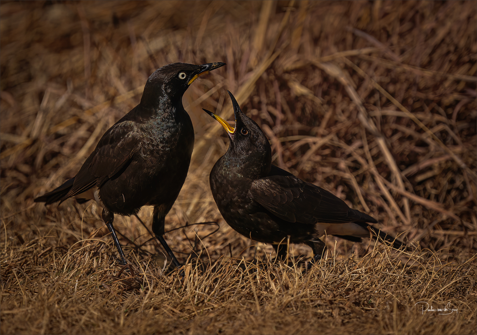 Pied starling-2.jpg