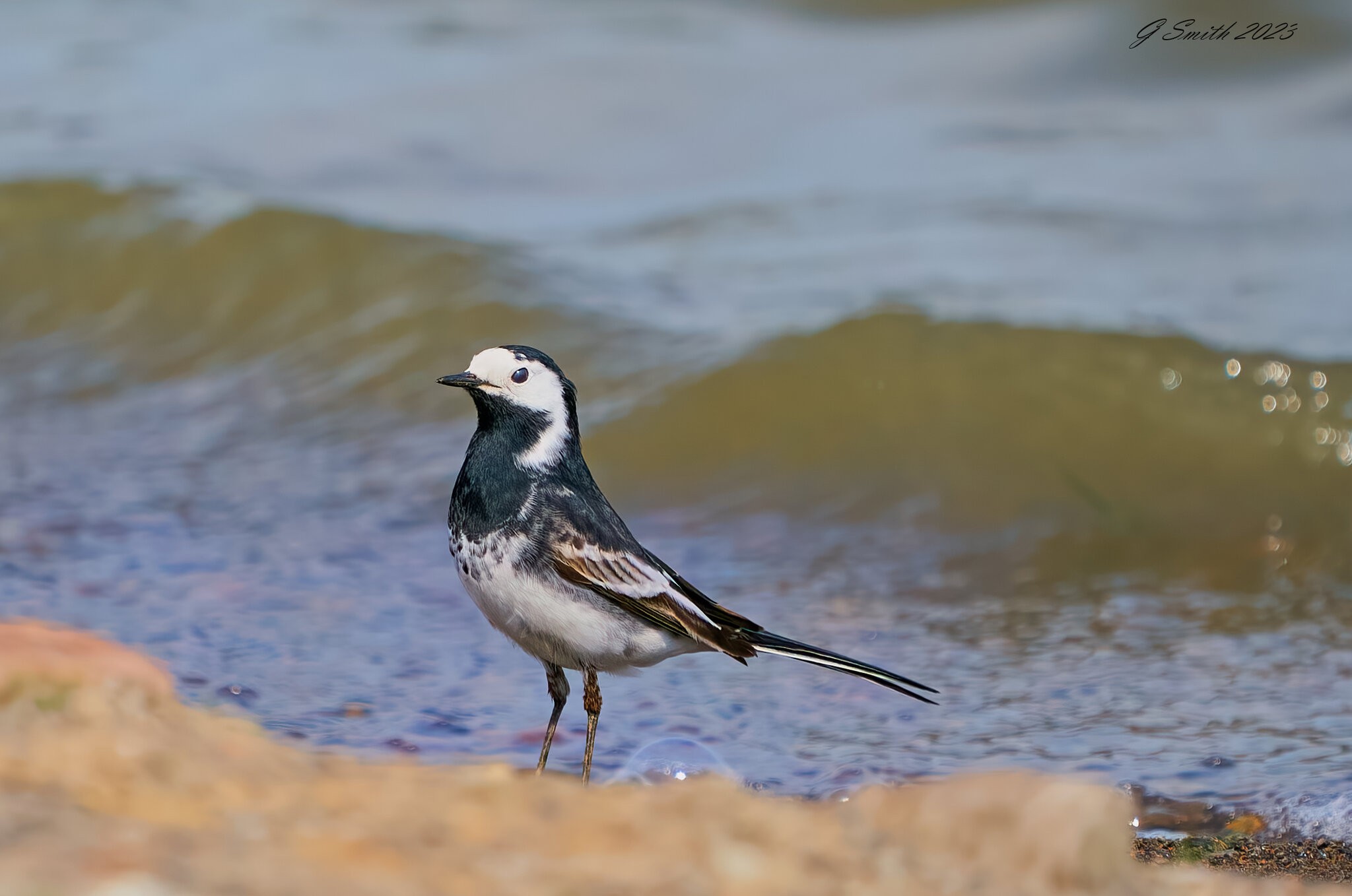 pied wagtail 2023 1 (2).jpg