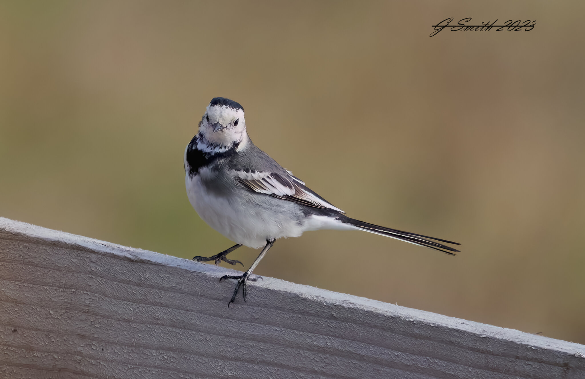 pied wagtail 2023 1.jpg