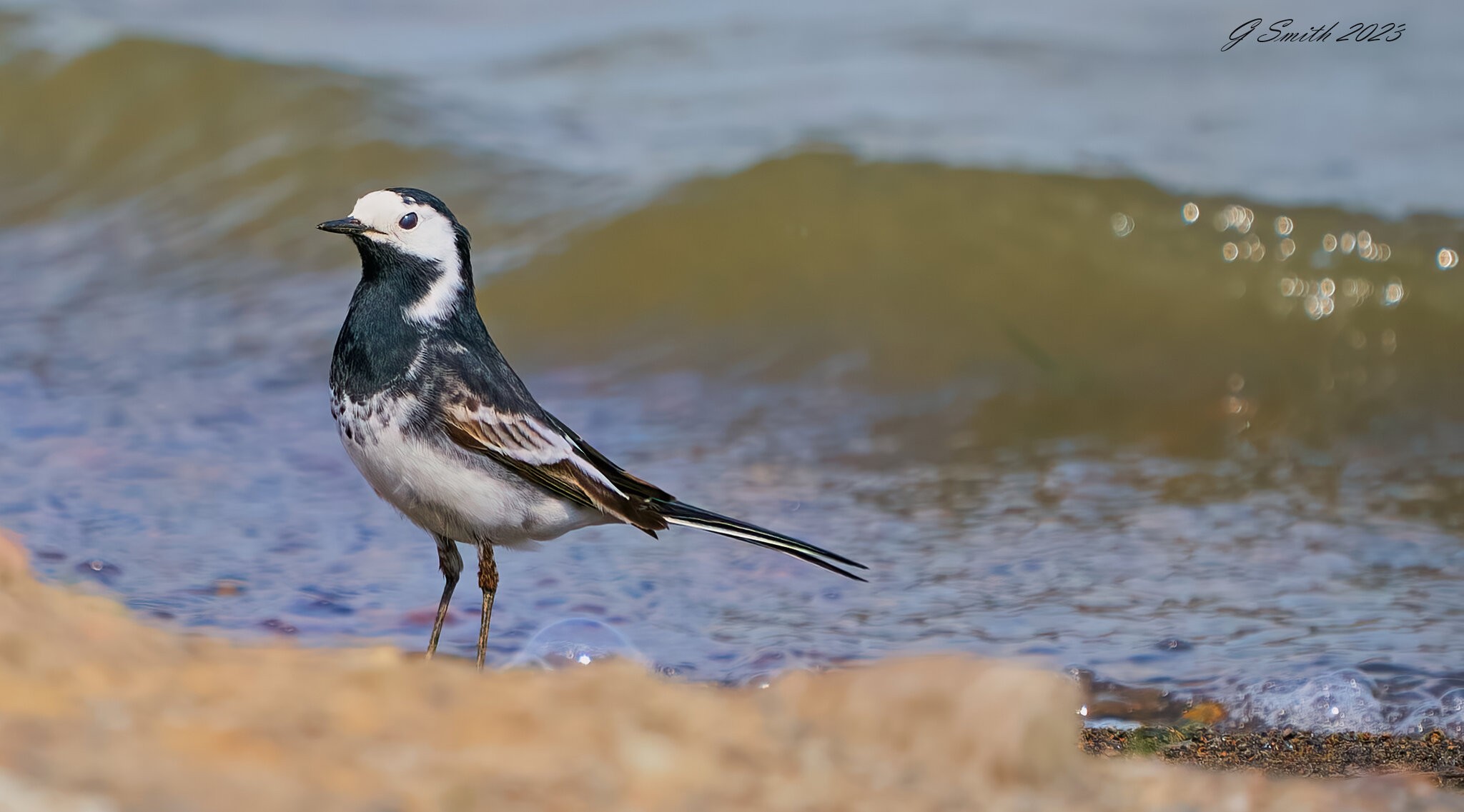 pied wagtail 2023 2 (2).jpg