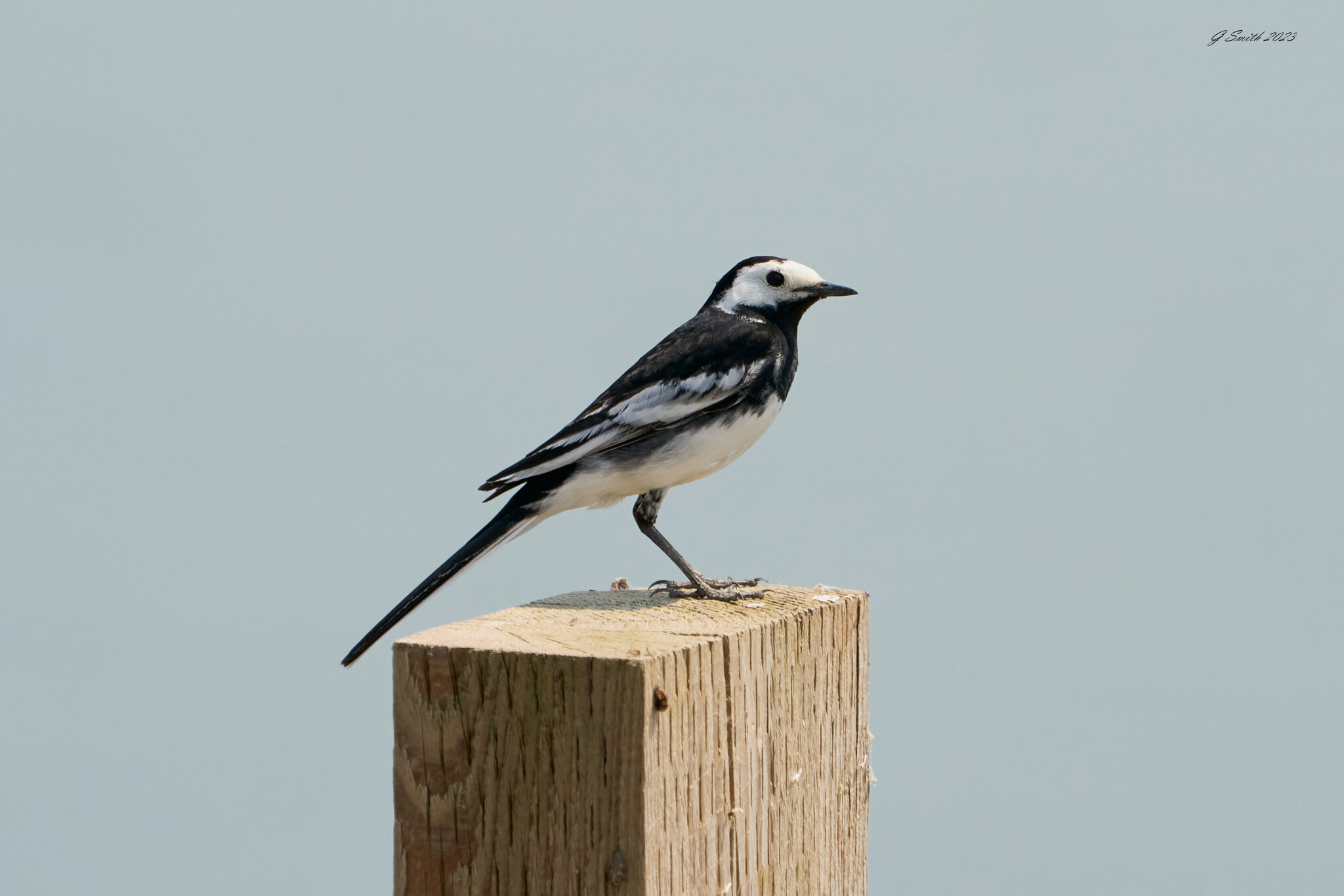 pied wagtail 2023 24.jpg