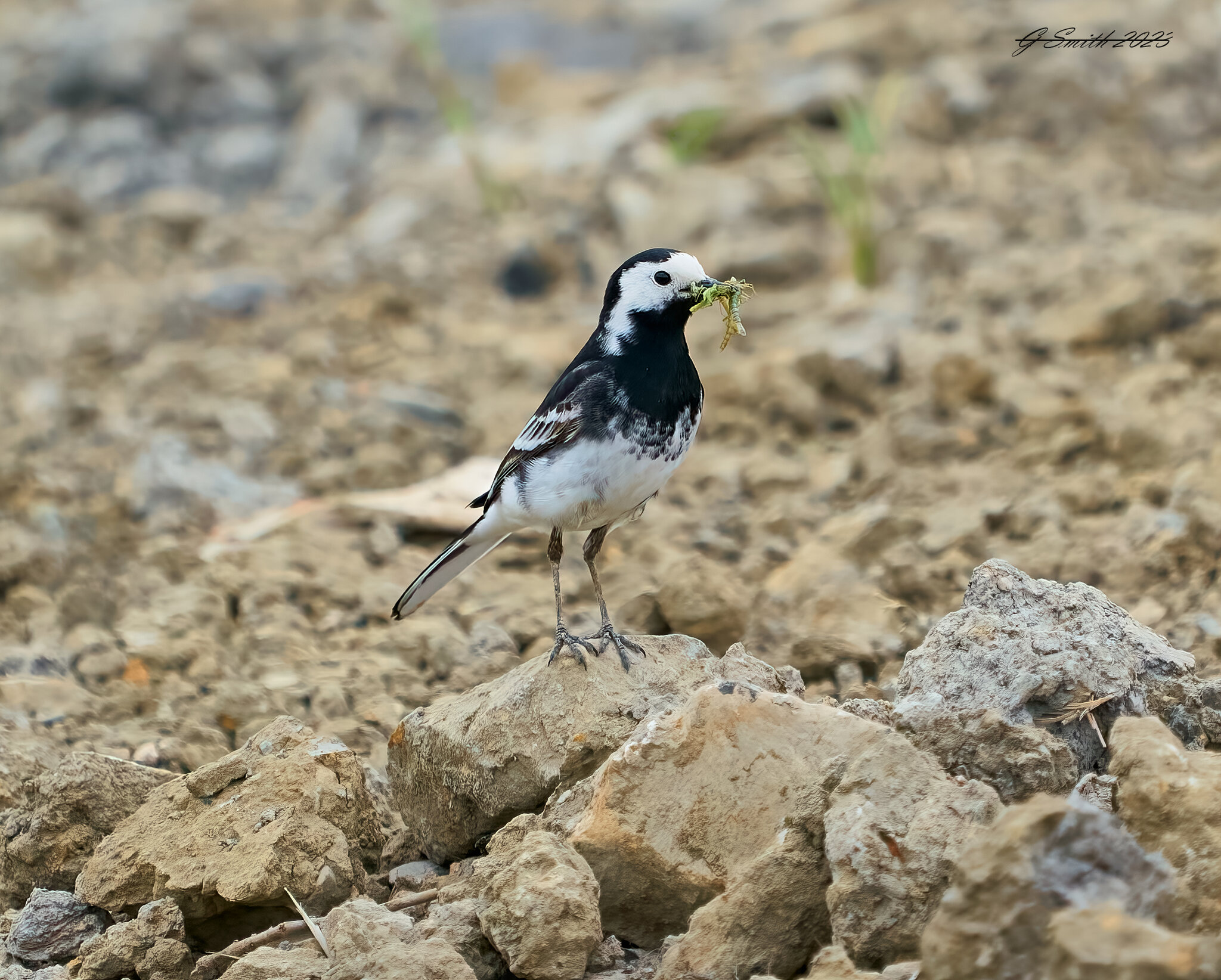 pied wagtail 2023 8.jpg