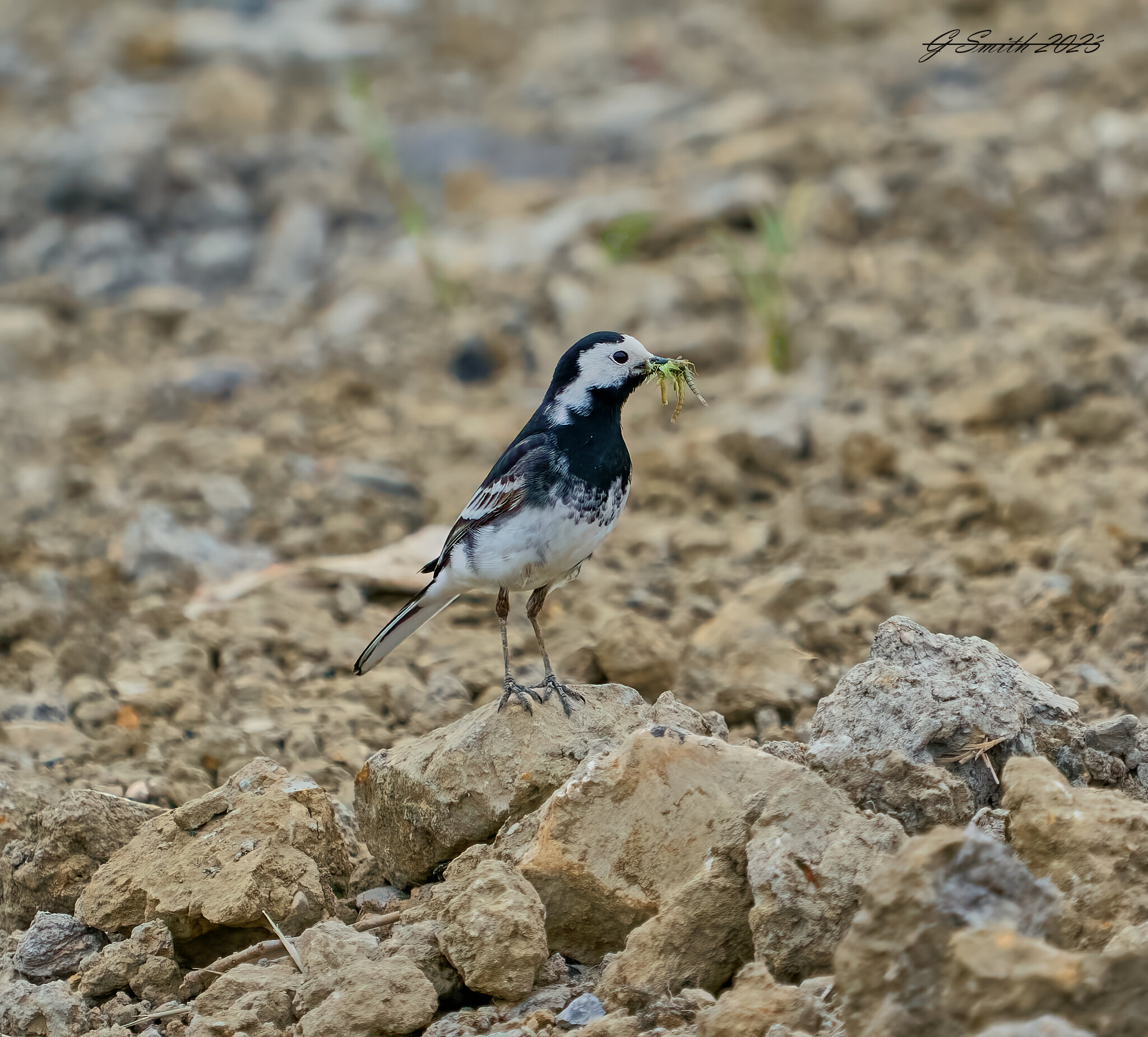 pied wagtail 2023 9.jpg