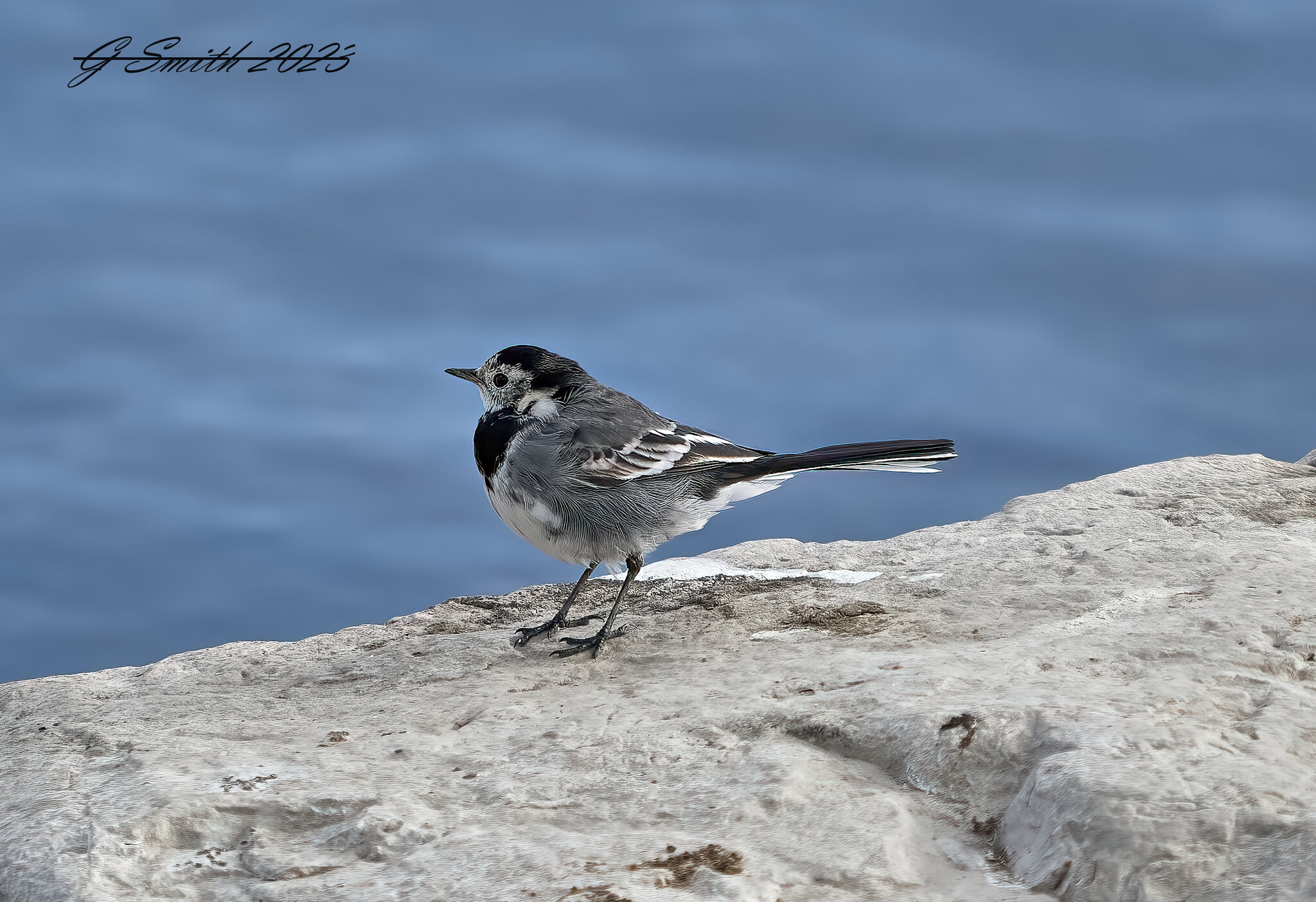 pied wagtail 2023 .jpg