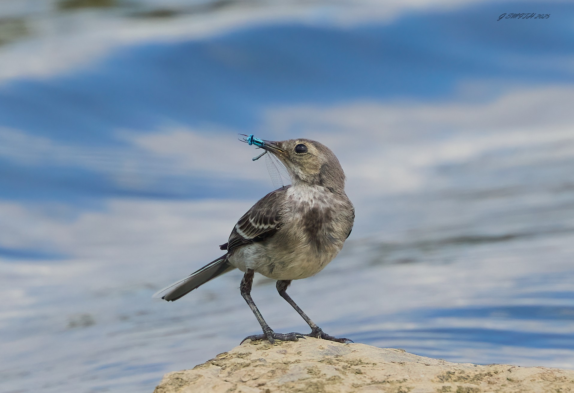 pied wagtail 2025_14.jpg