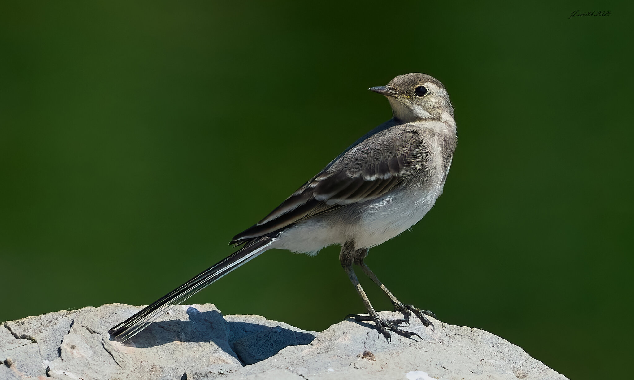 pied wagtail 2025_15.jpg