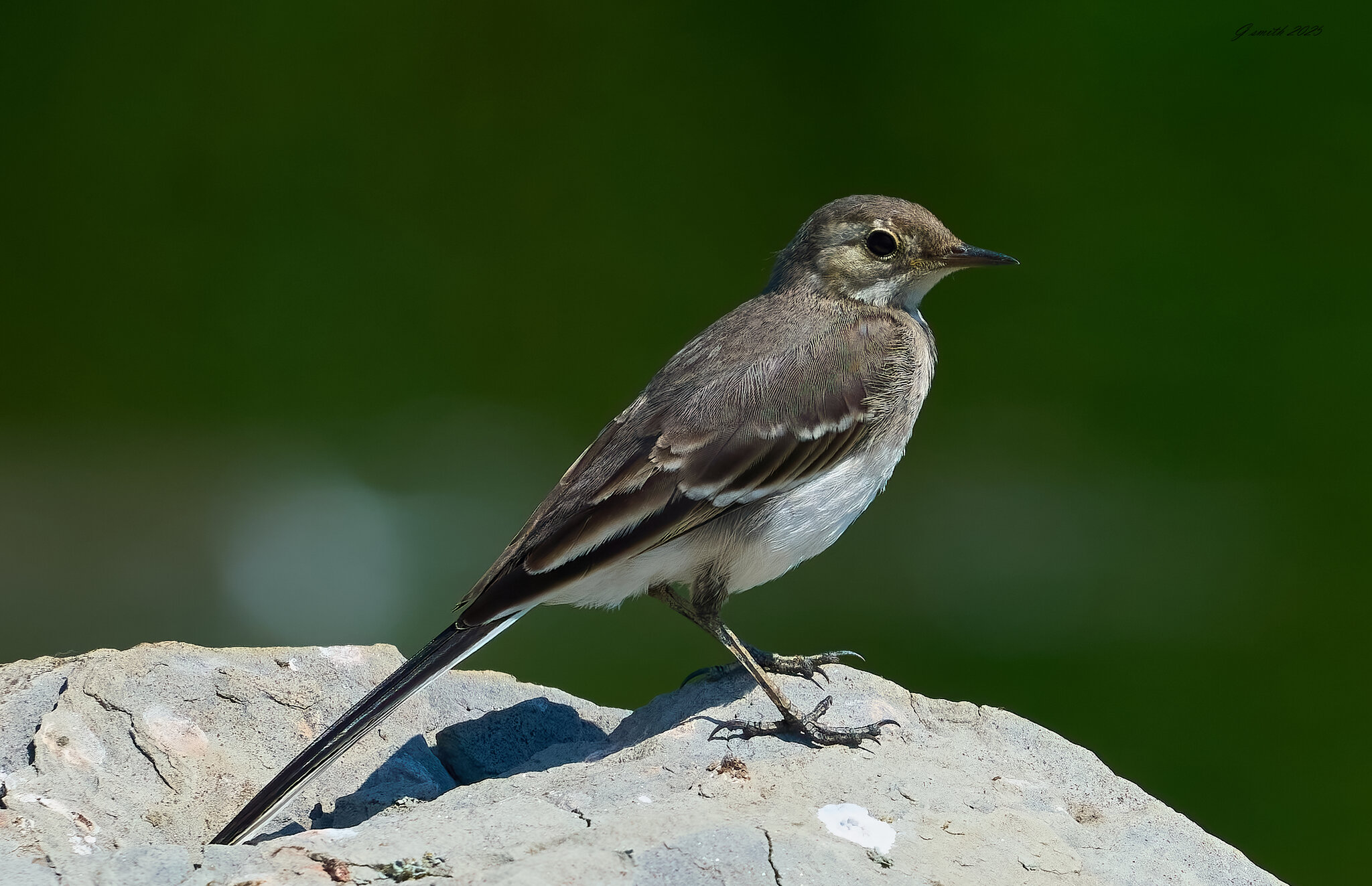pied wagtail 2025_17.jpg