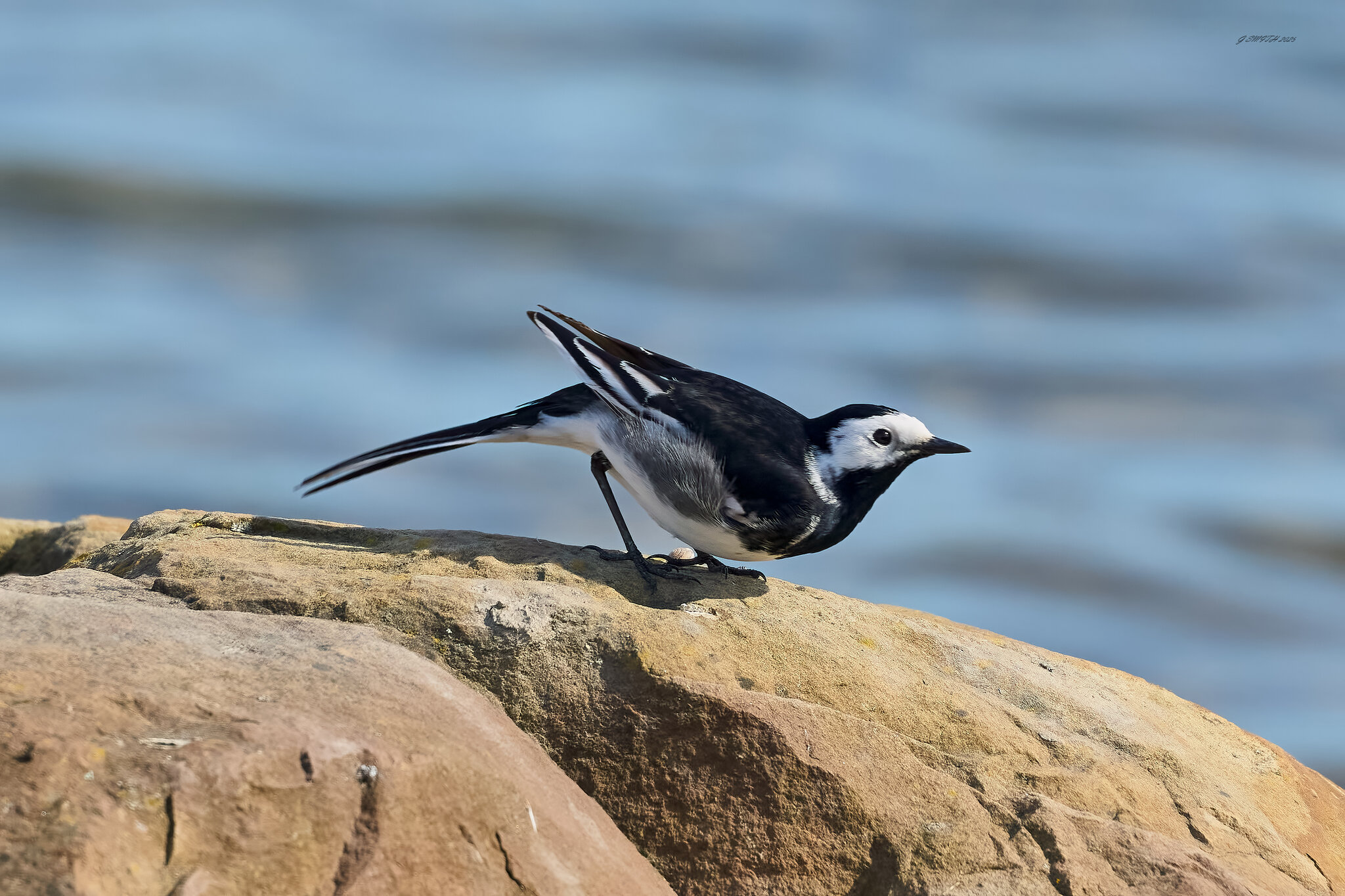 pied wagtail 2025_6.jpg