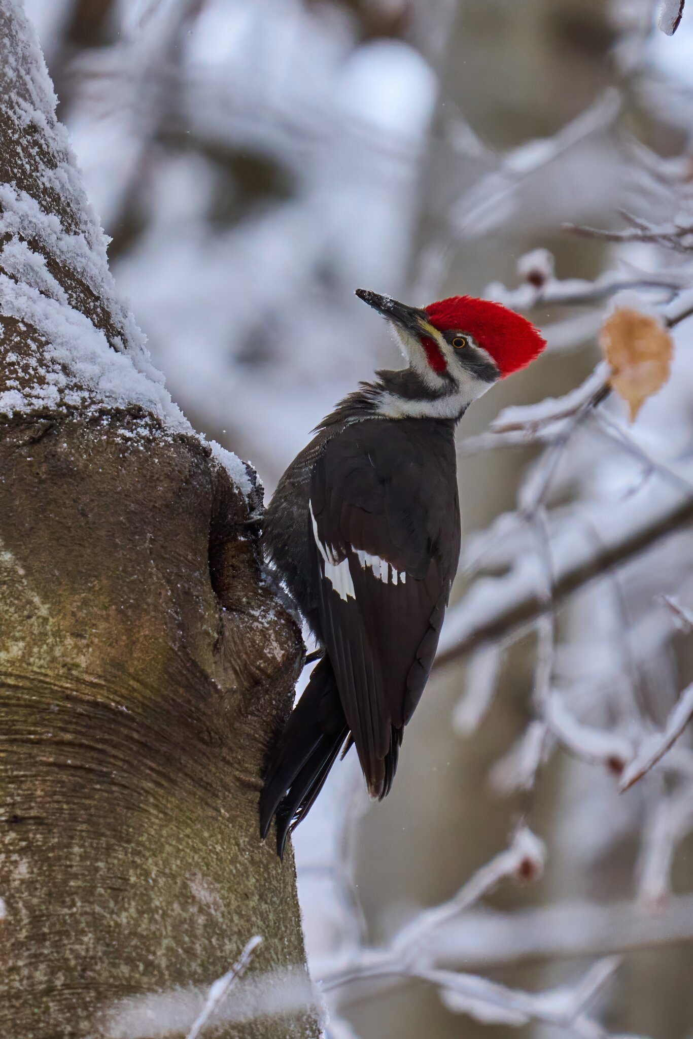 Pileated Woodpecker - Brandywine - 12142025 - 03 - DN.jpg