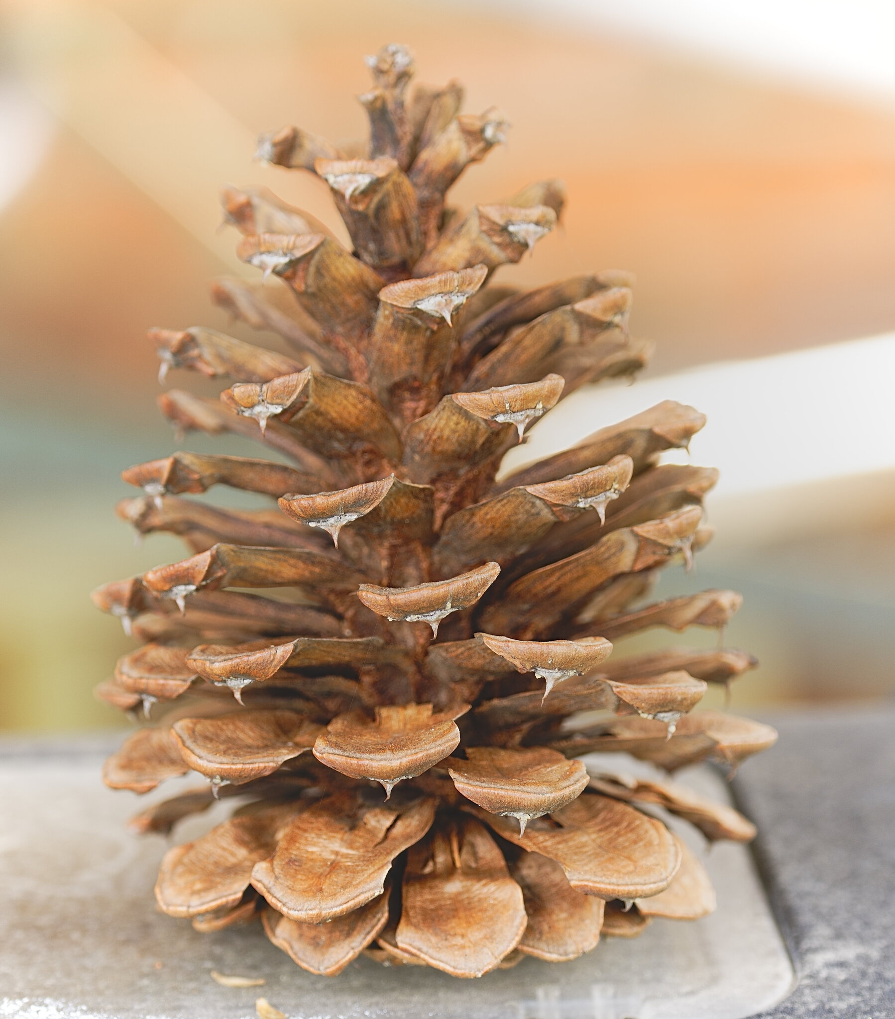 pine_cone.JPG