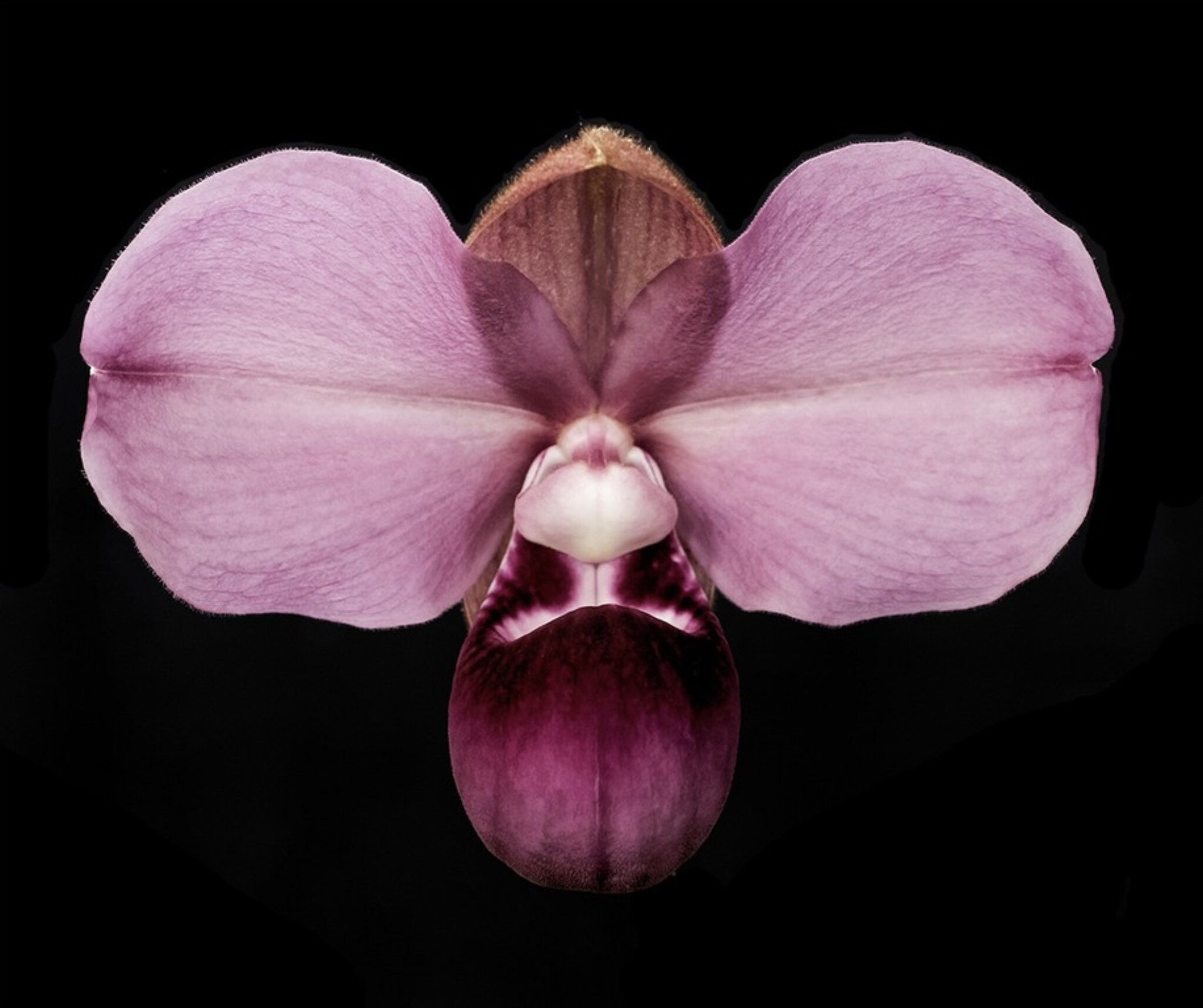 pink orchid.jpg
