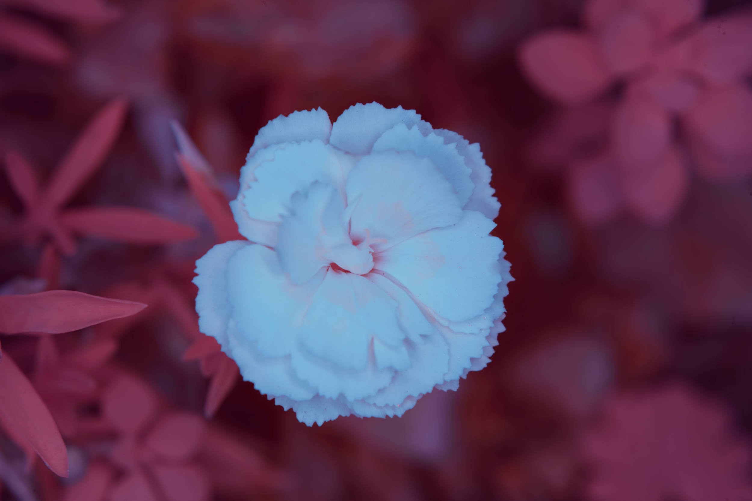 Pinks (That is what this type of Carnation is called.)