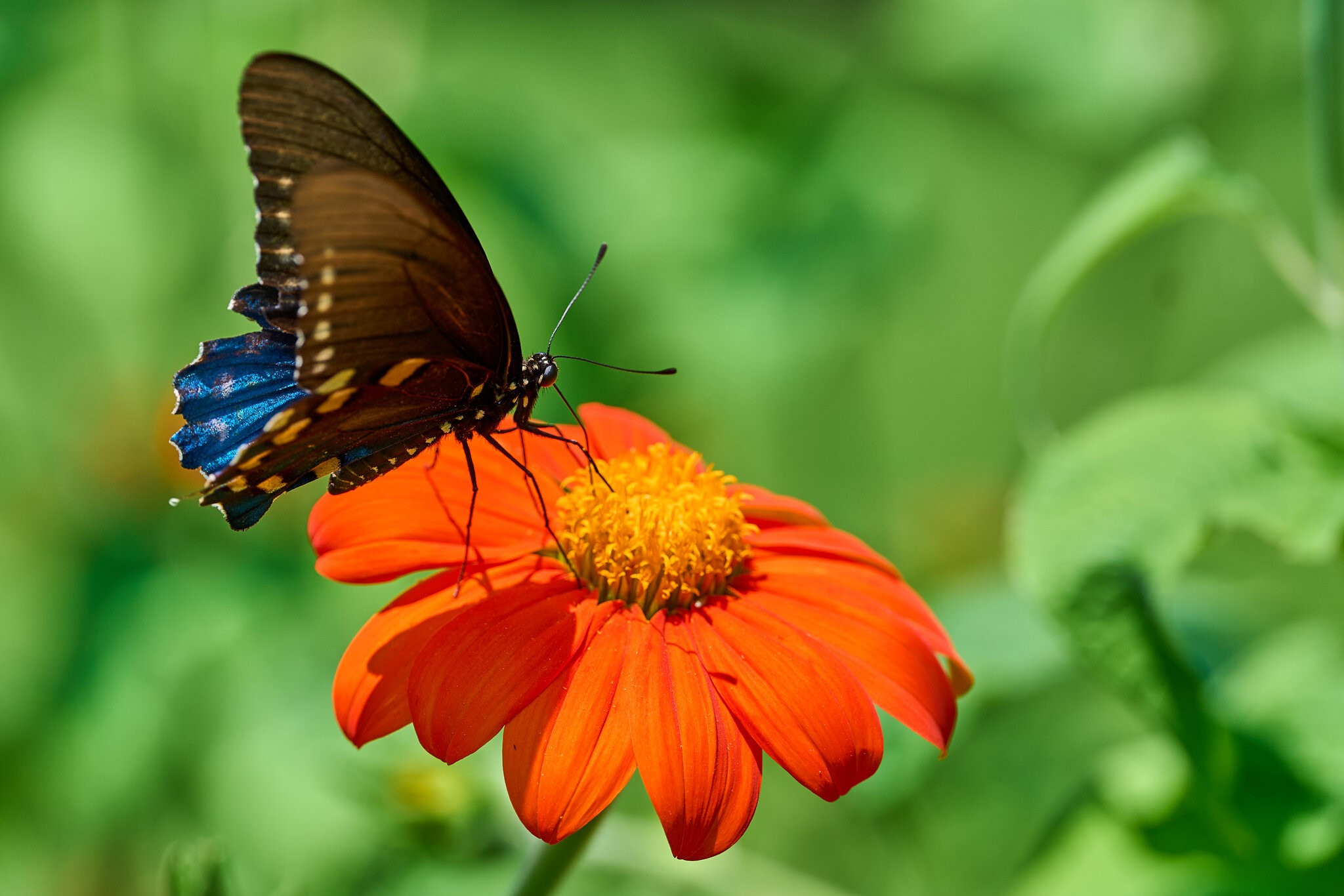 Pipevine Swallowtail - Bartram's Garden - 07252026 - 03.jpg