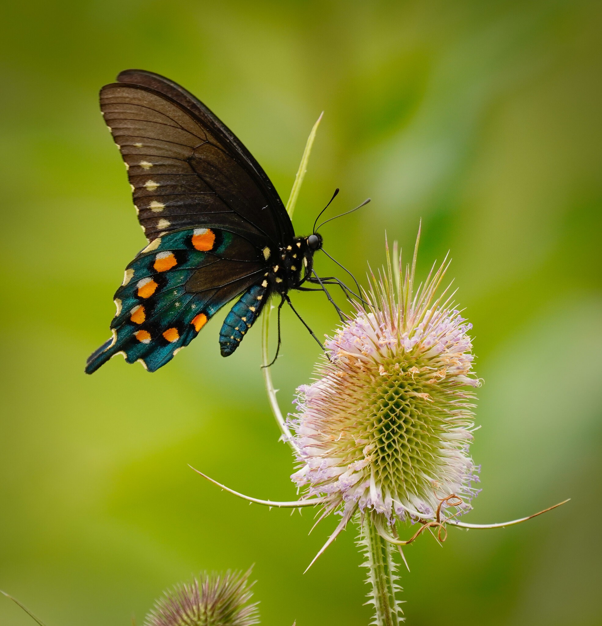 Pipevine Swallowtail