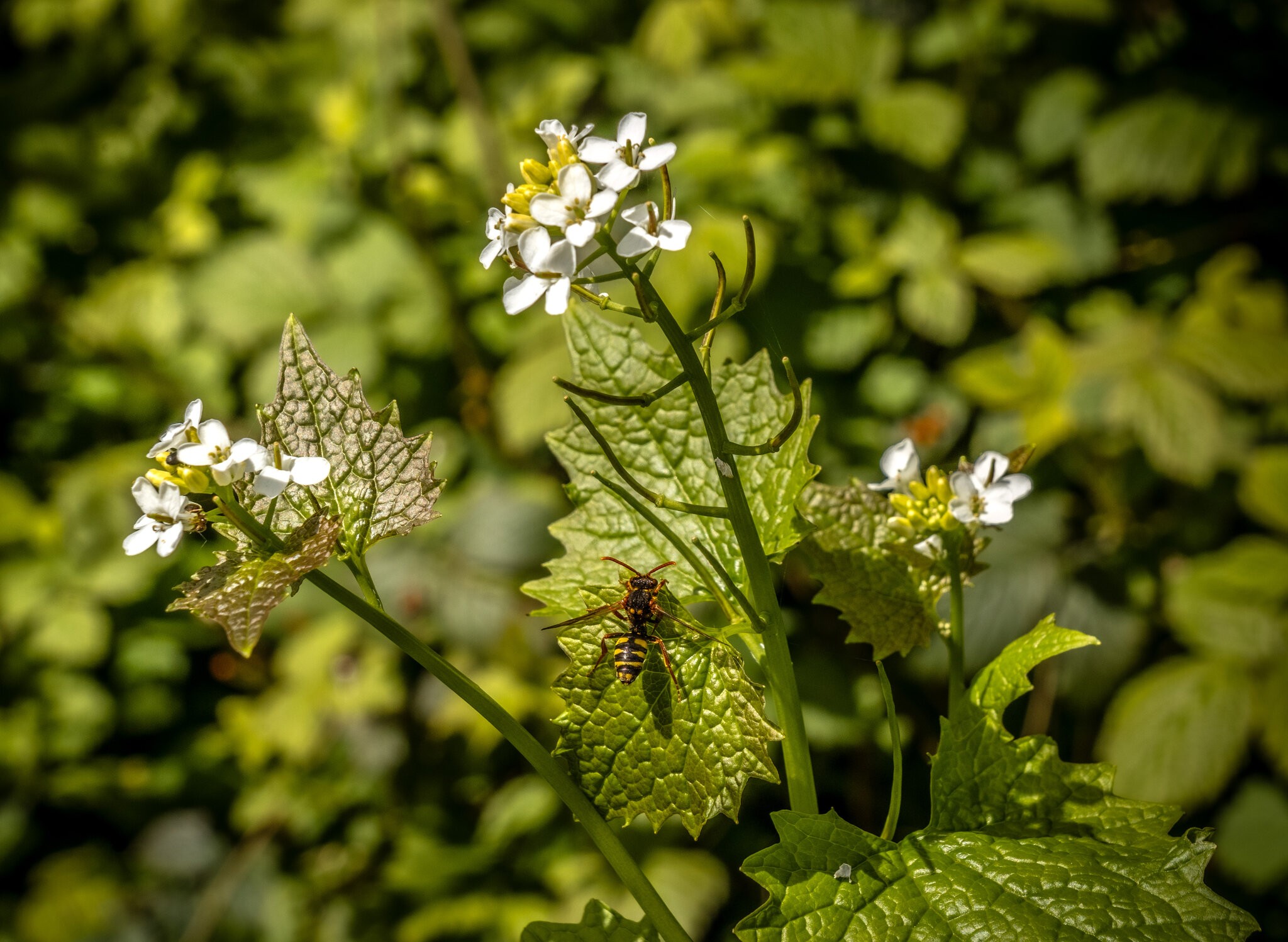 Pleasley Vale Mill Walk (8 of 19).jpg