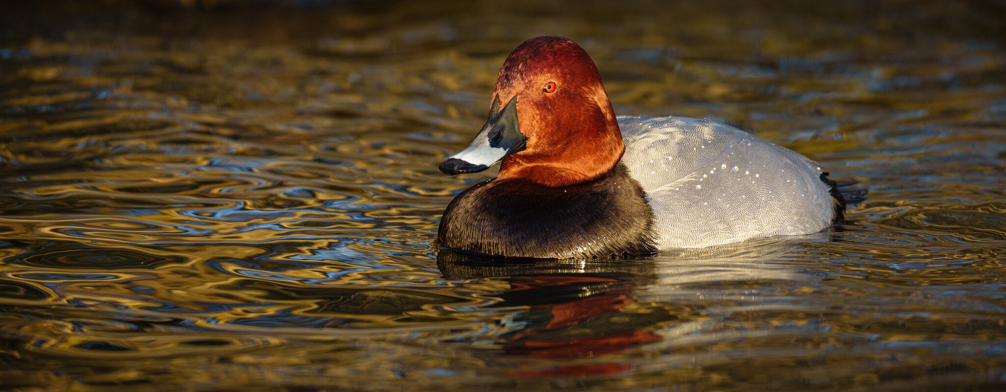 Pochard_.jpg