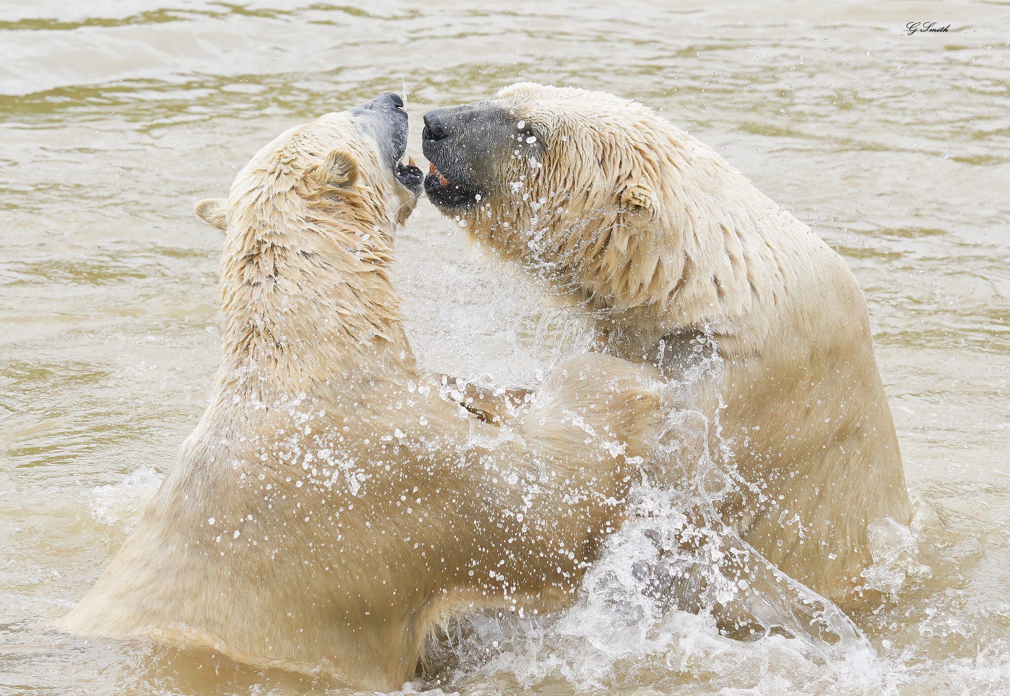 polar dance.jpg