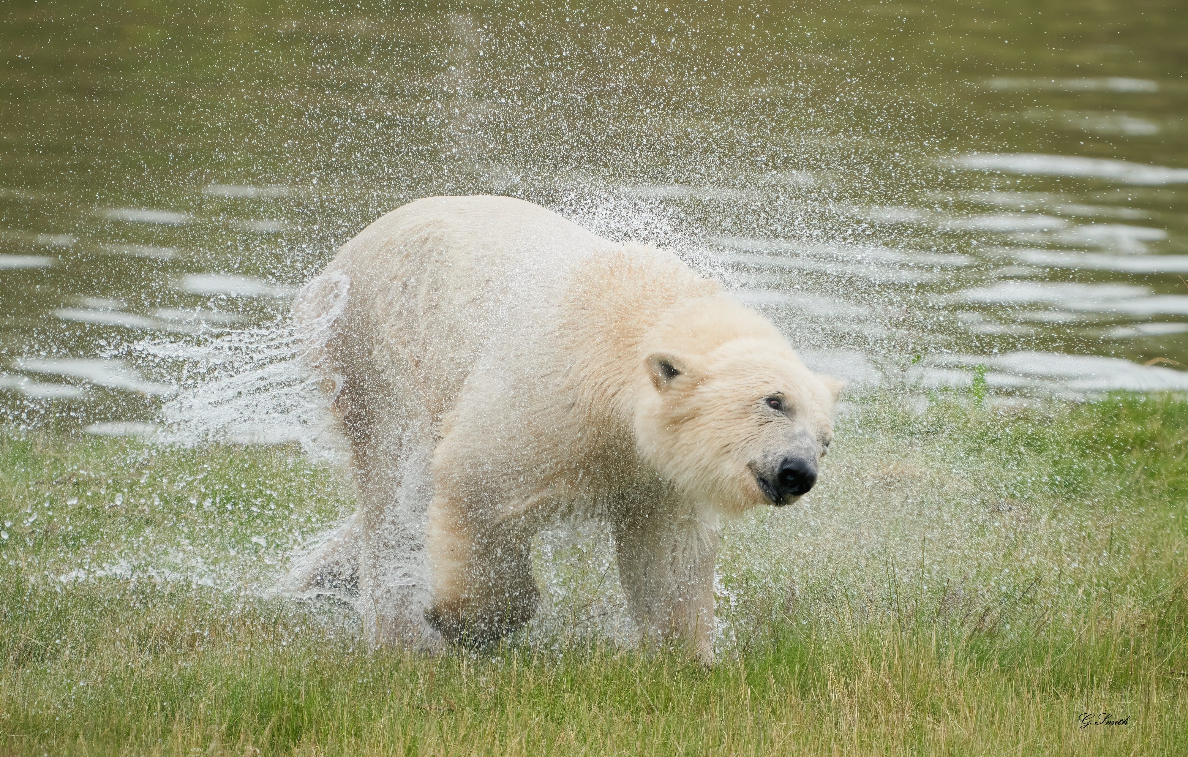 polar drying off.jpg