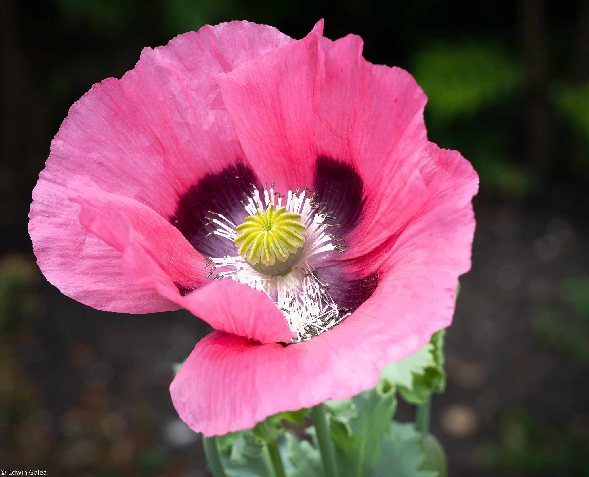 poppy-1.jpg