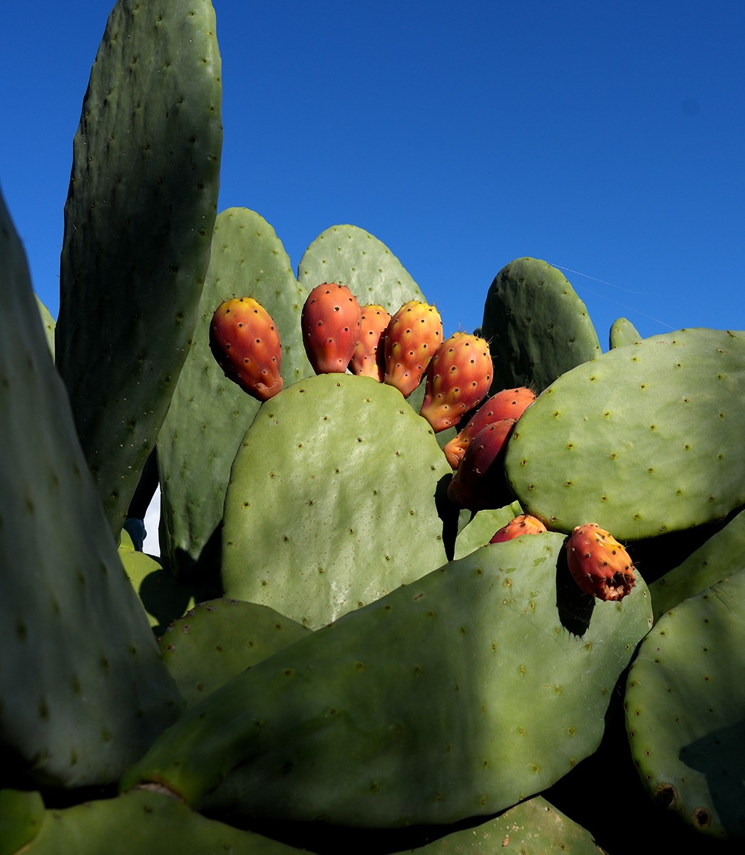 Prickly pear cactus 1.jpg