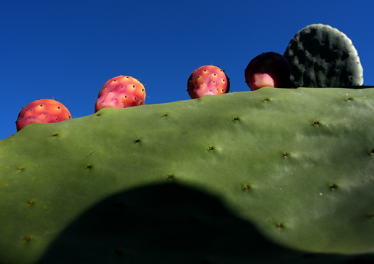 Prickly Pear Cactus 2.jpg