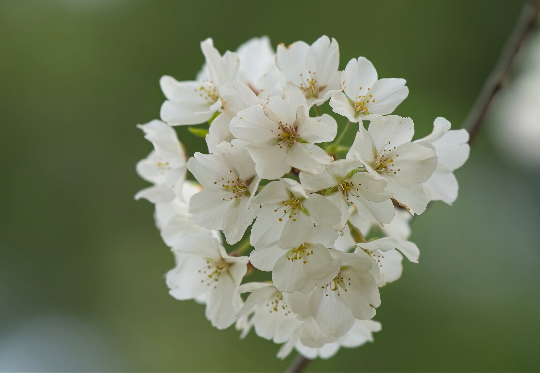 Puffball Cluster of Cherry Blossoms.jpeg