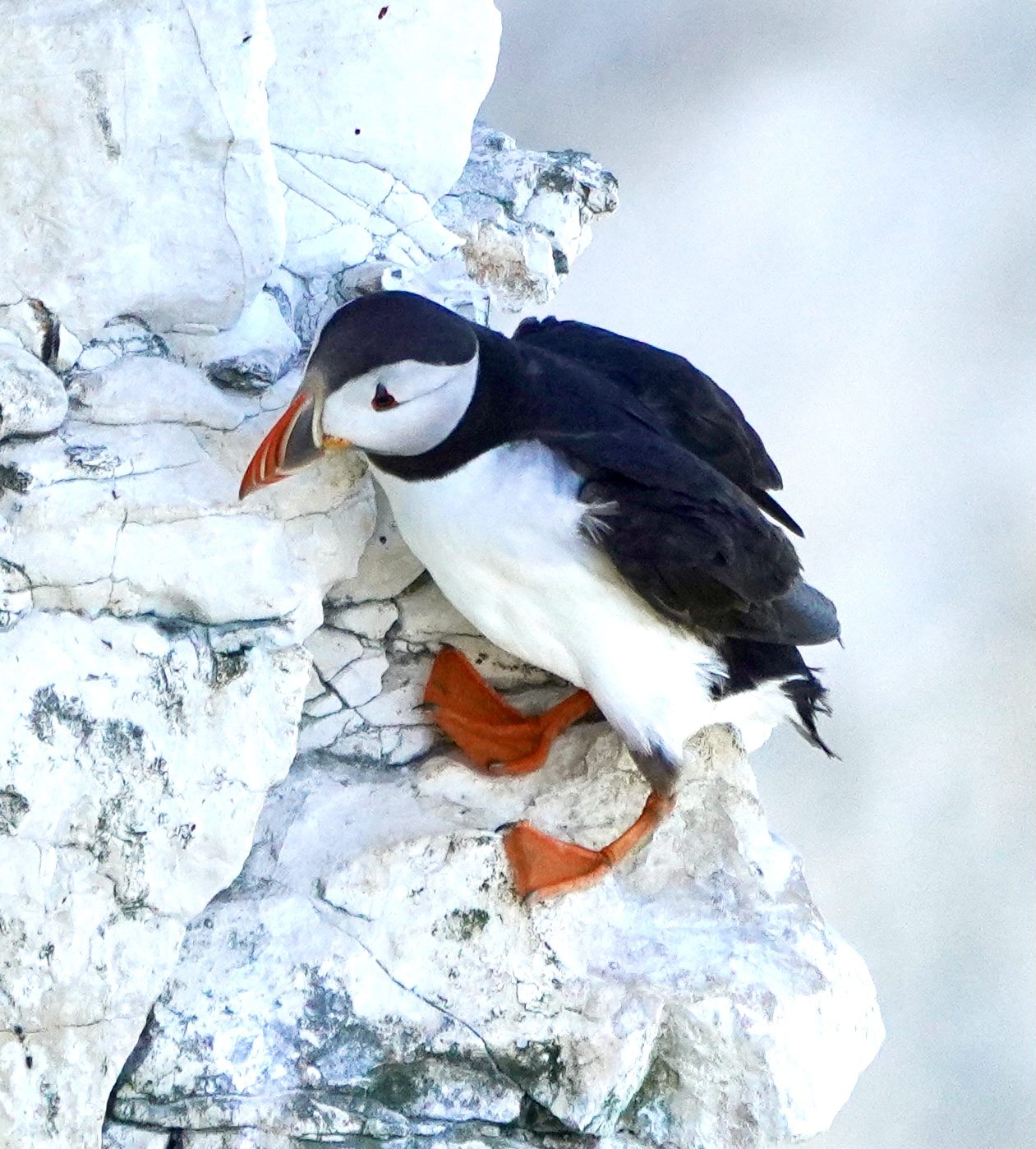 Puffin at Bempton Cliffs