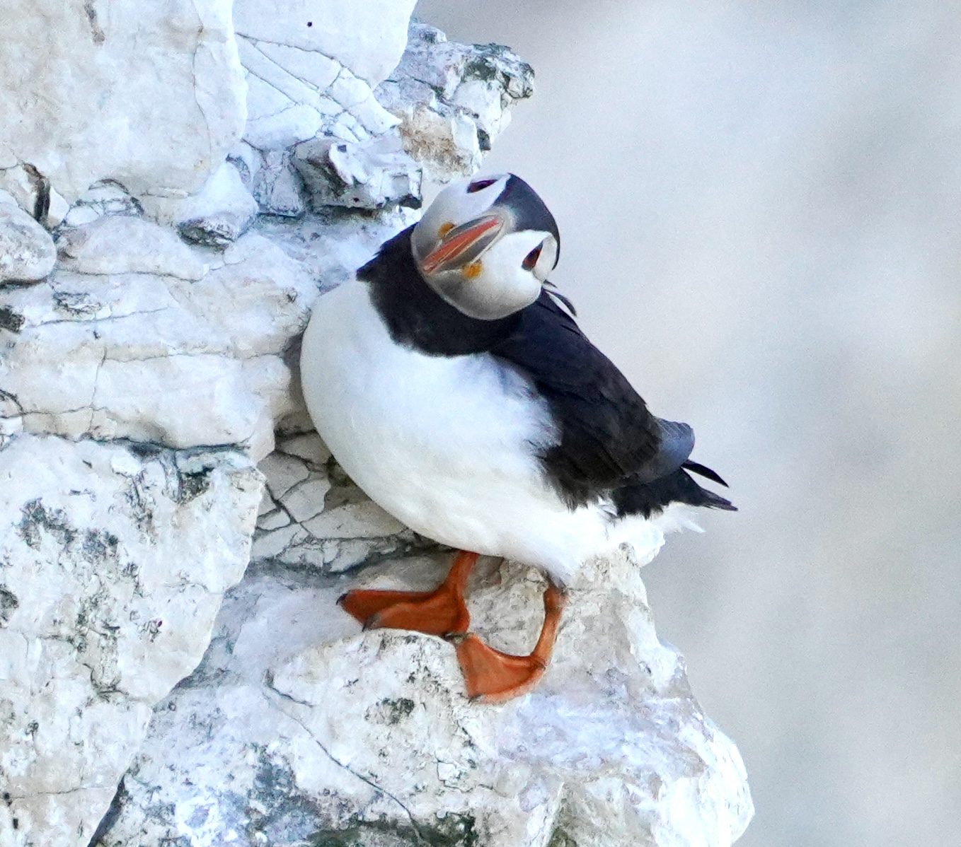 Puffin at Bempton Cliffs