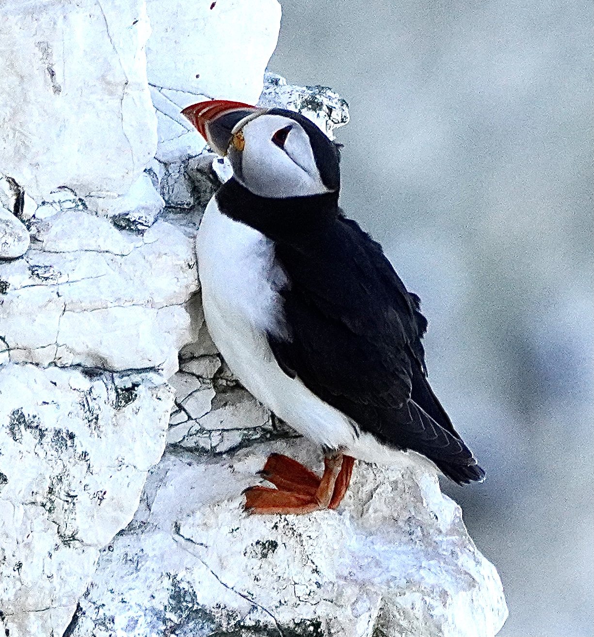 Puffin - Bempton Cliffs RSPB