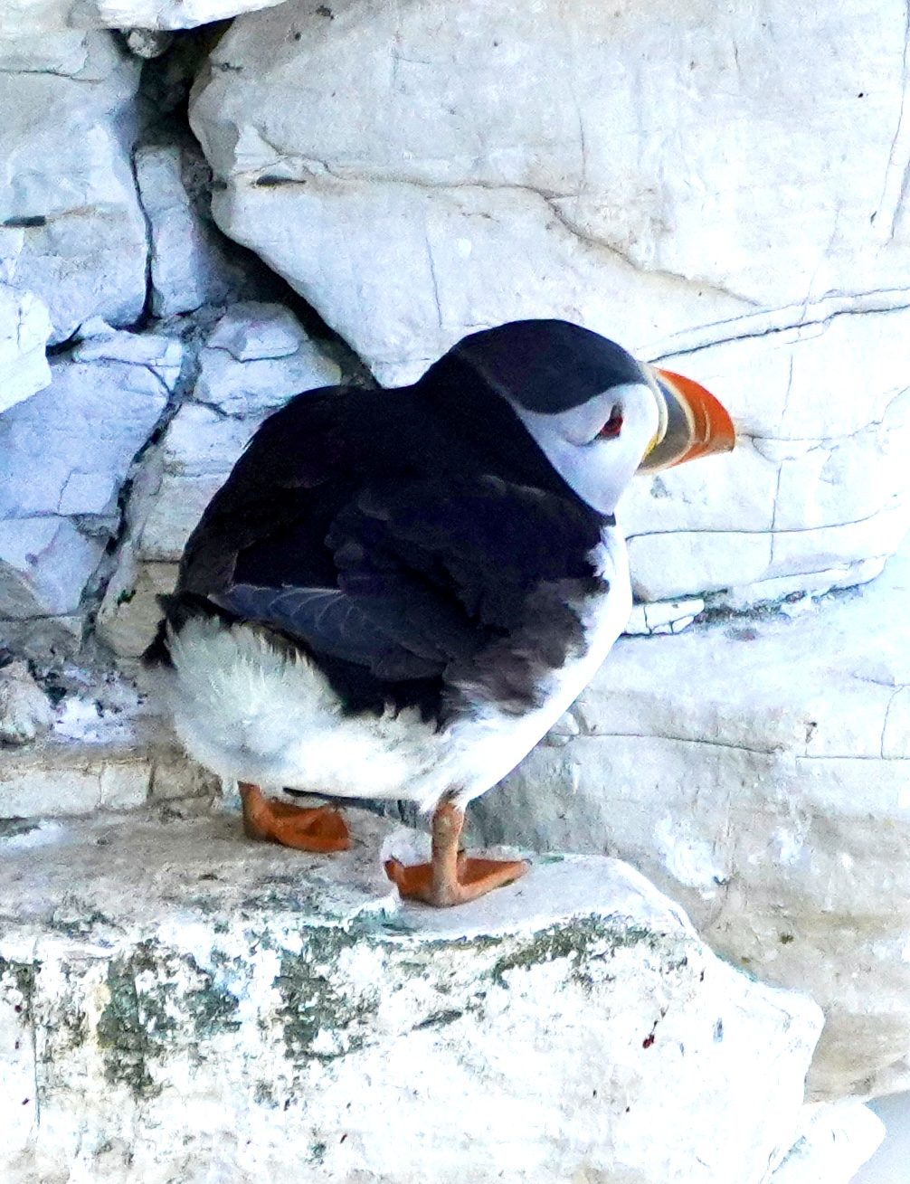 Puffin Bempton Cliffs RSPB