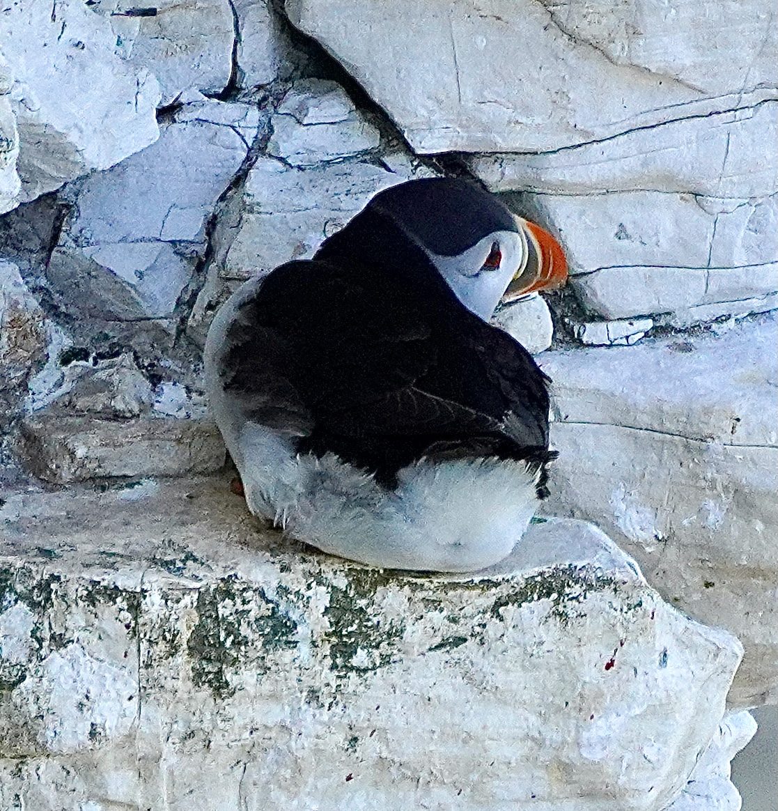 Puffin Bempton Cliffs