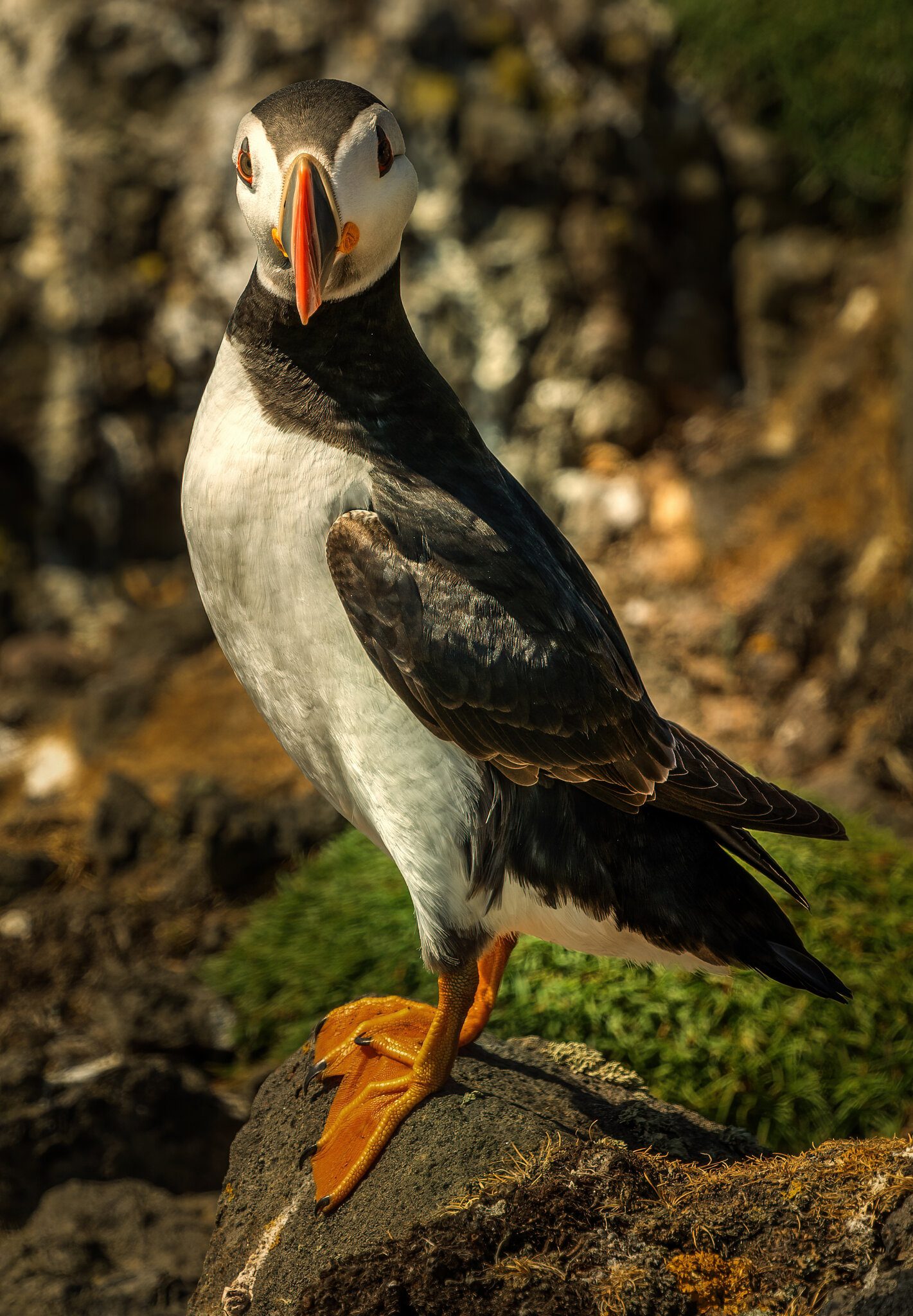 Puffin In Shadow2.jpg