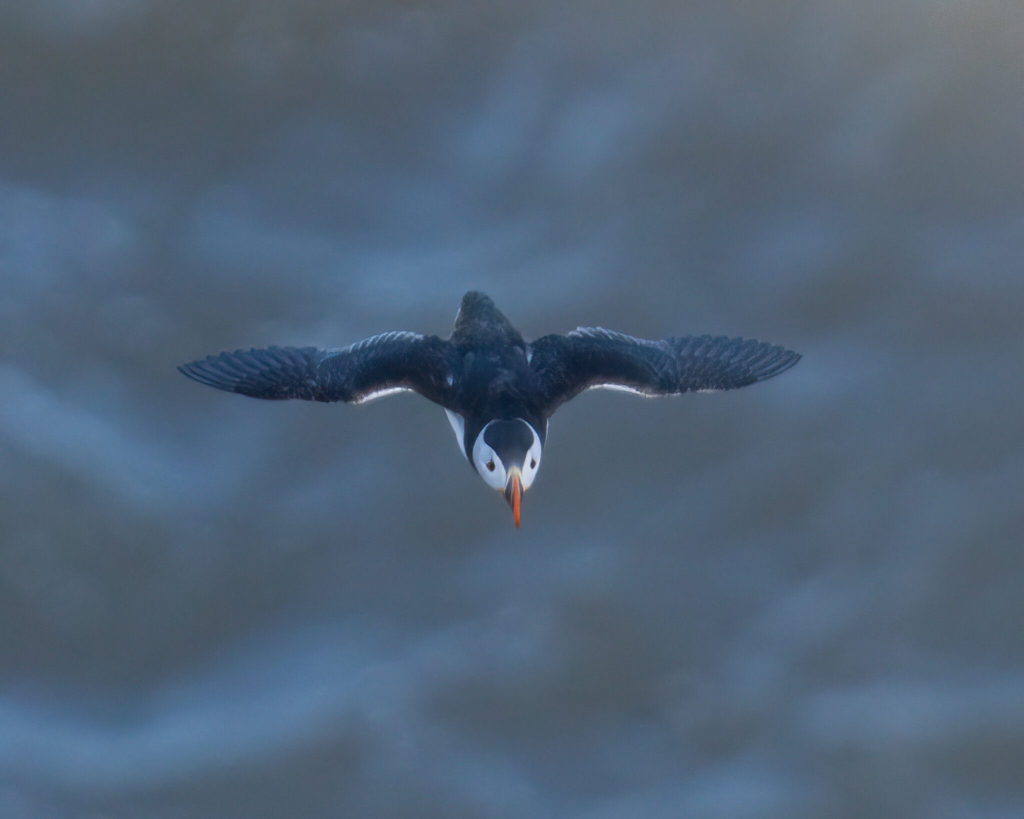 Puffin3.jpg