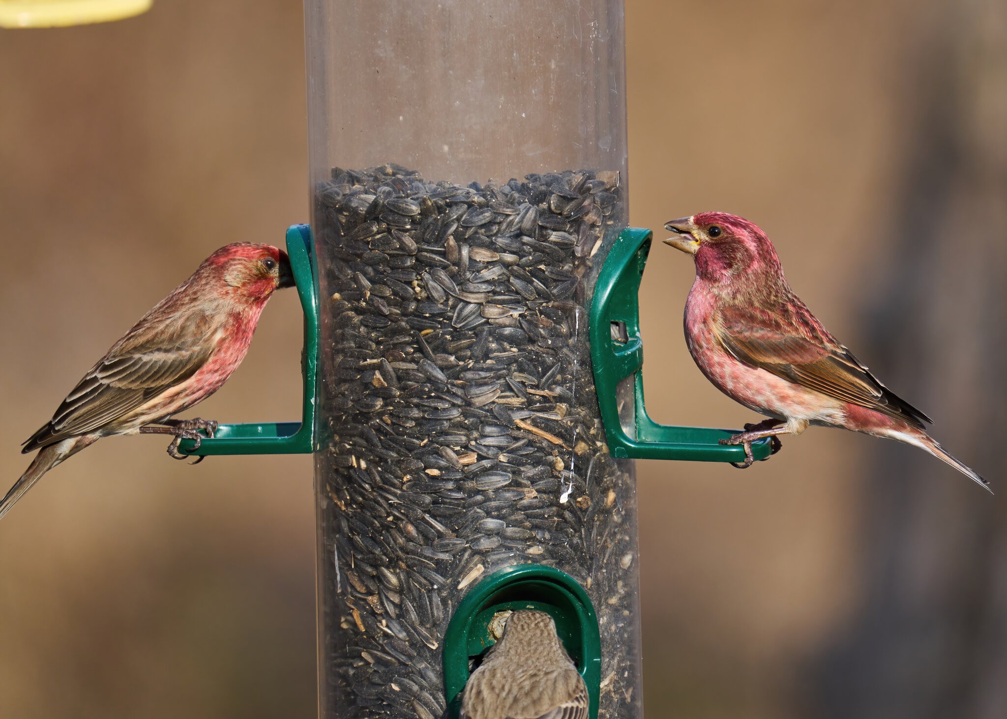 Purple and House Finch American Red Squirrel - Ashland - 02122022 - 01-DN.jpg