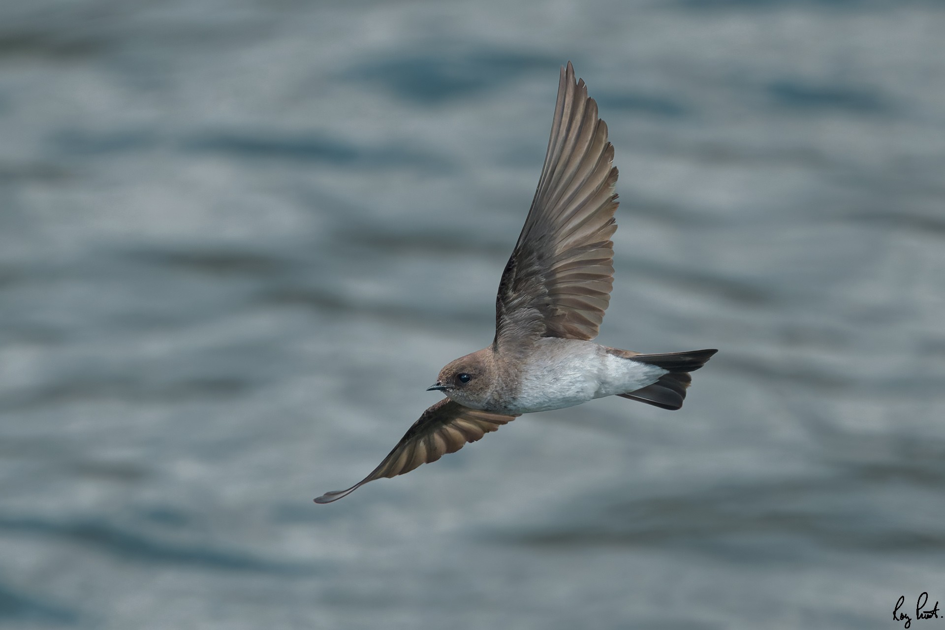 Purple-Martin-4883.jpg