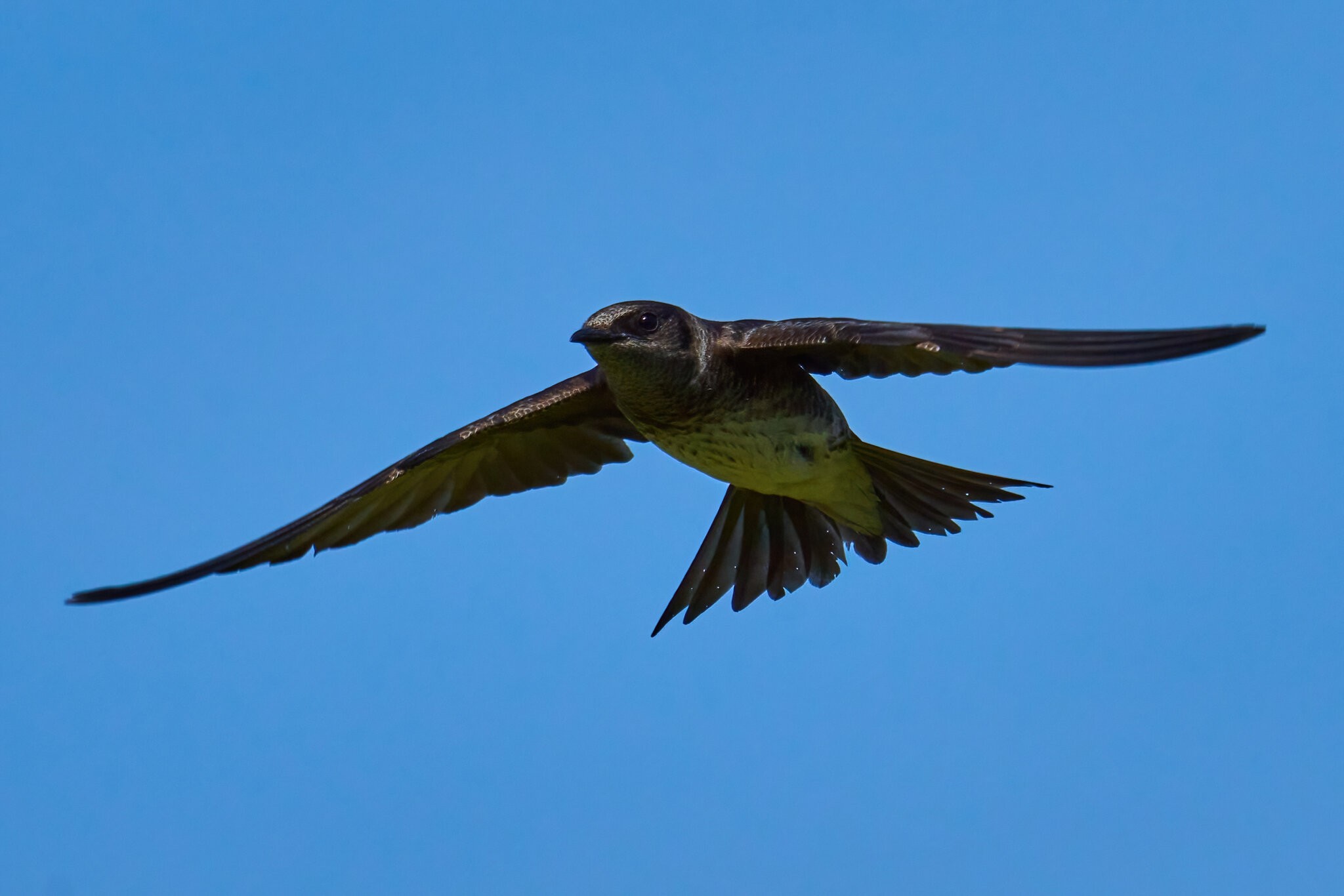 Purple Martin - Prime Hook NWR - 05272023 - 20-DN.jpg