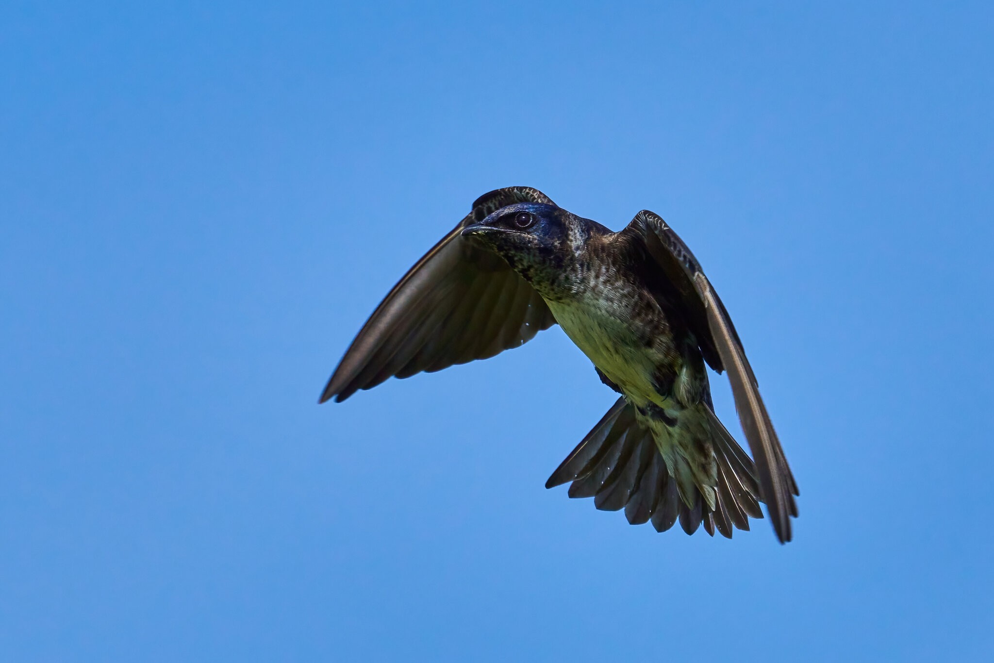 Purple Martin - Prime Hook NWR - 05272023 - 32-DN.jpg