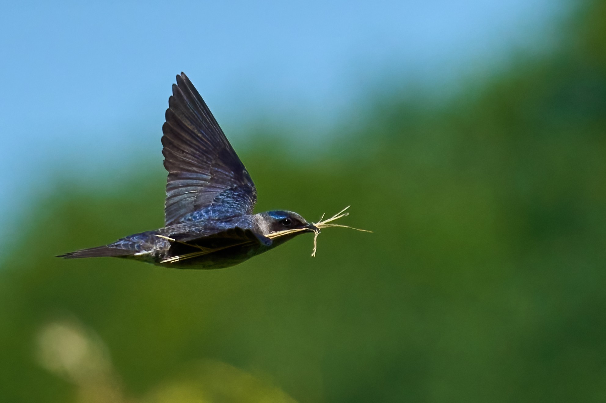 Purple Martin - Prime Hook NWR - 05272023 - 50-DN.jpg