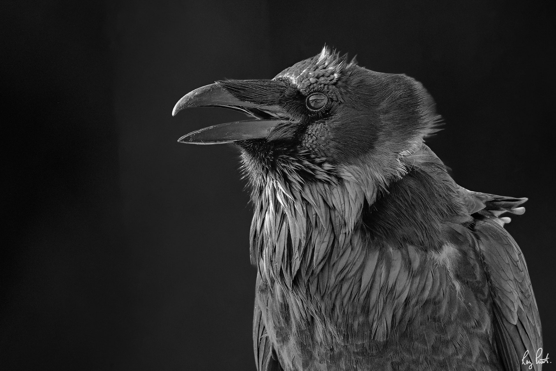 Raven_DSC5905.jpg