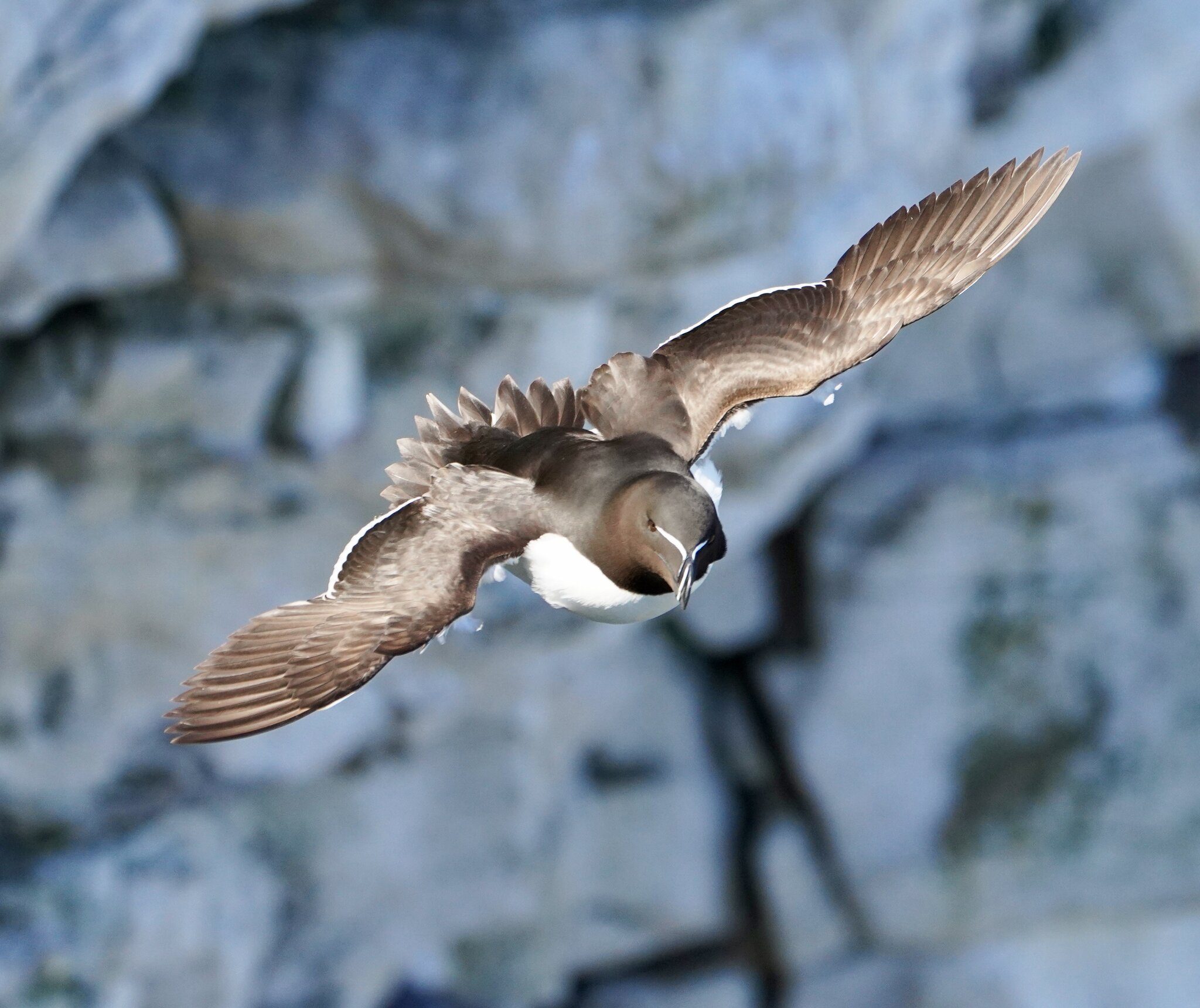 Razor Bill - Bempton Cliffs