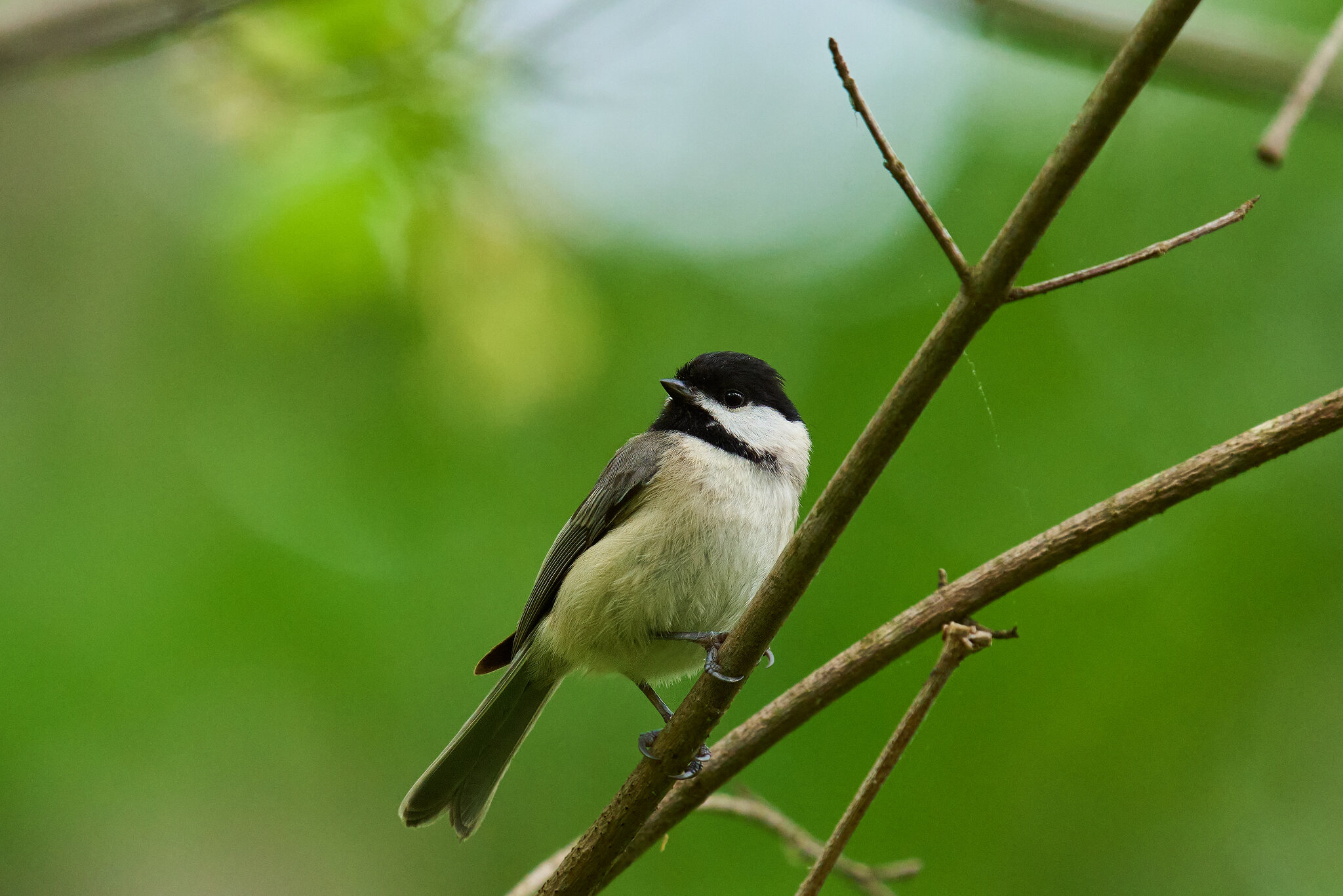 RDN - AA_08751 - rDN_1.jpg