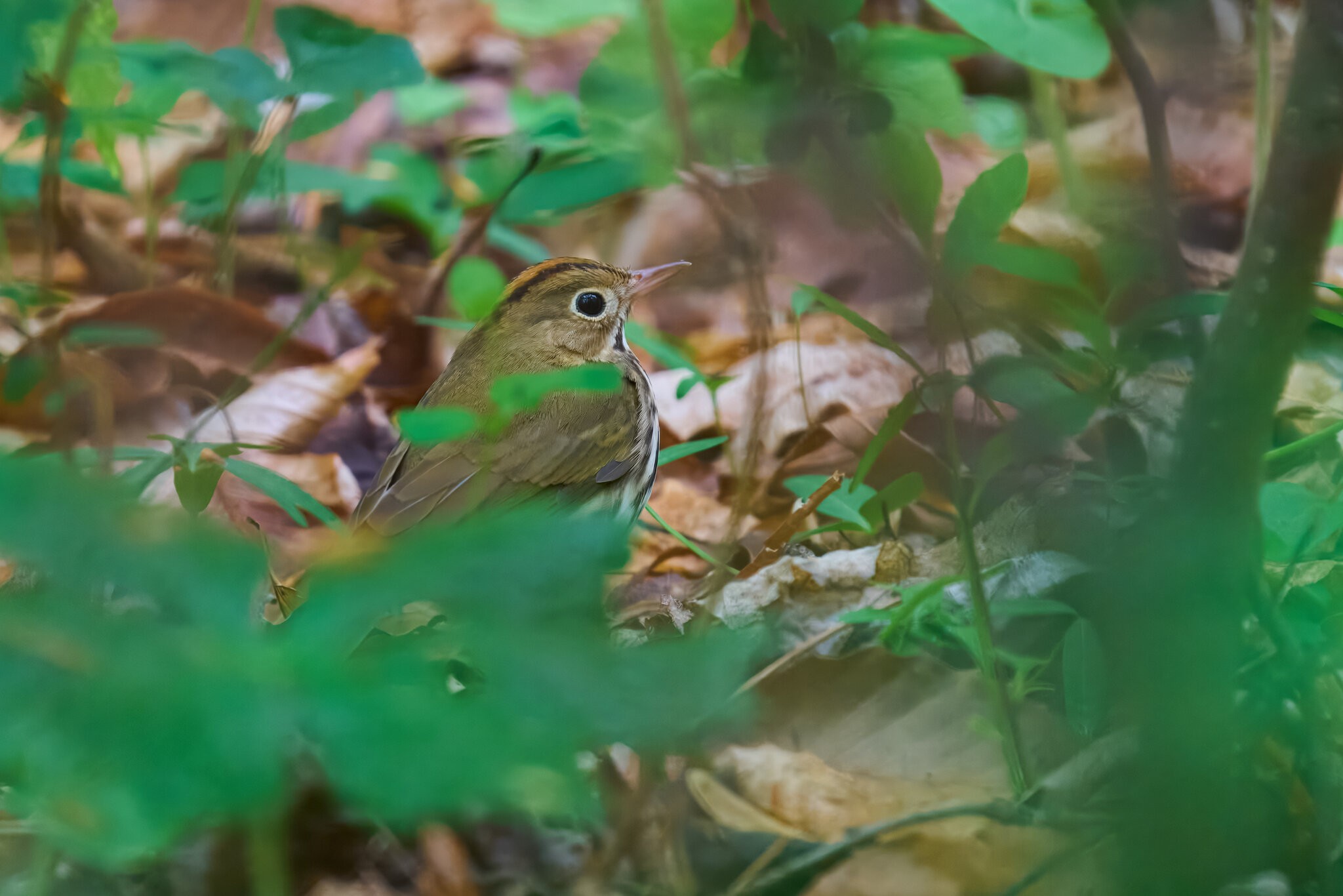 RDN - AA_08758 - rDN_1.jpg