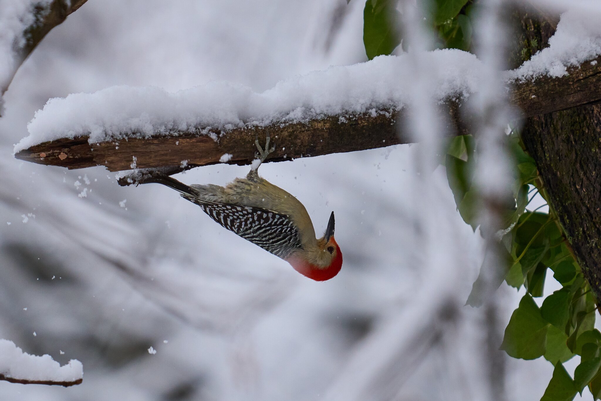 Red-Bellied Woodpecker - Brandywine - 12142025 - 01 - DN.jpg
