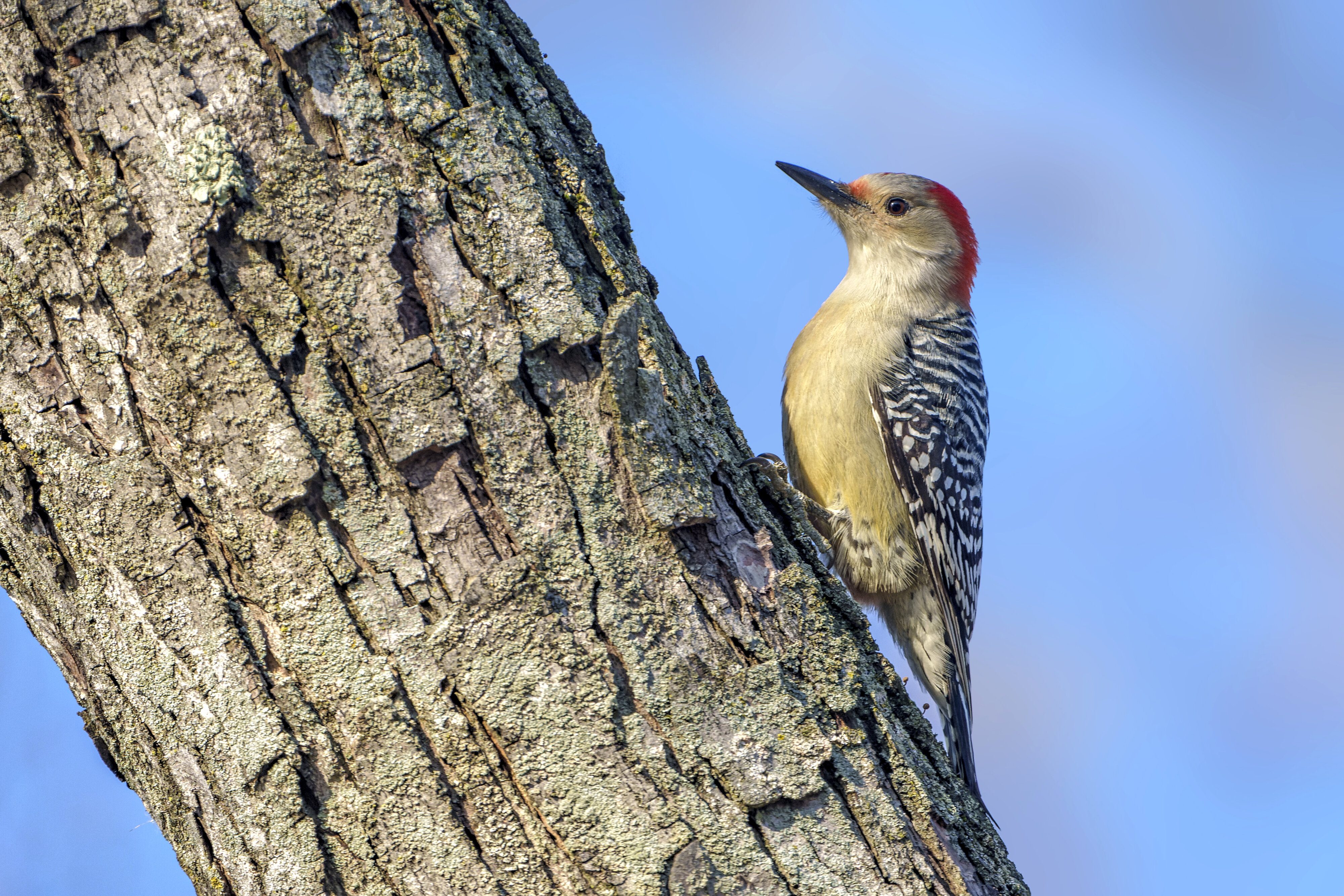 Red-bellied Woodpecker Female03.jpg