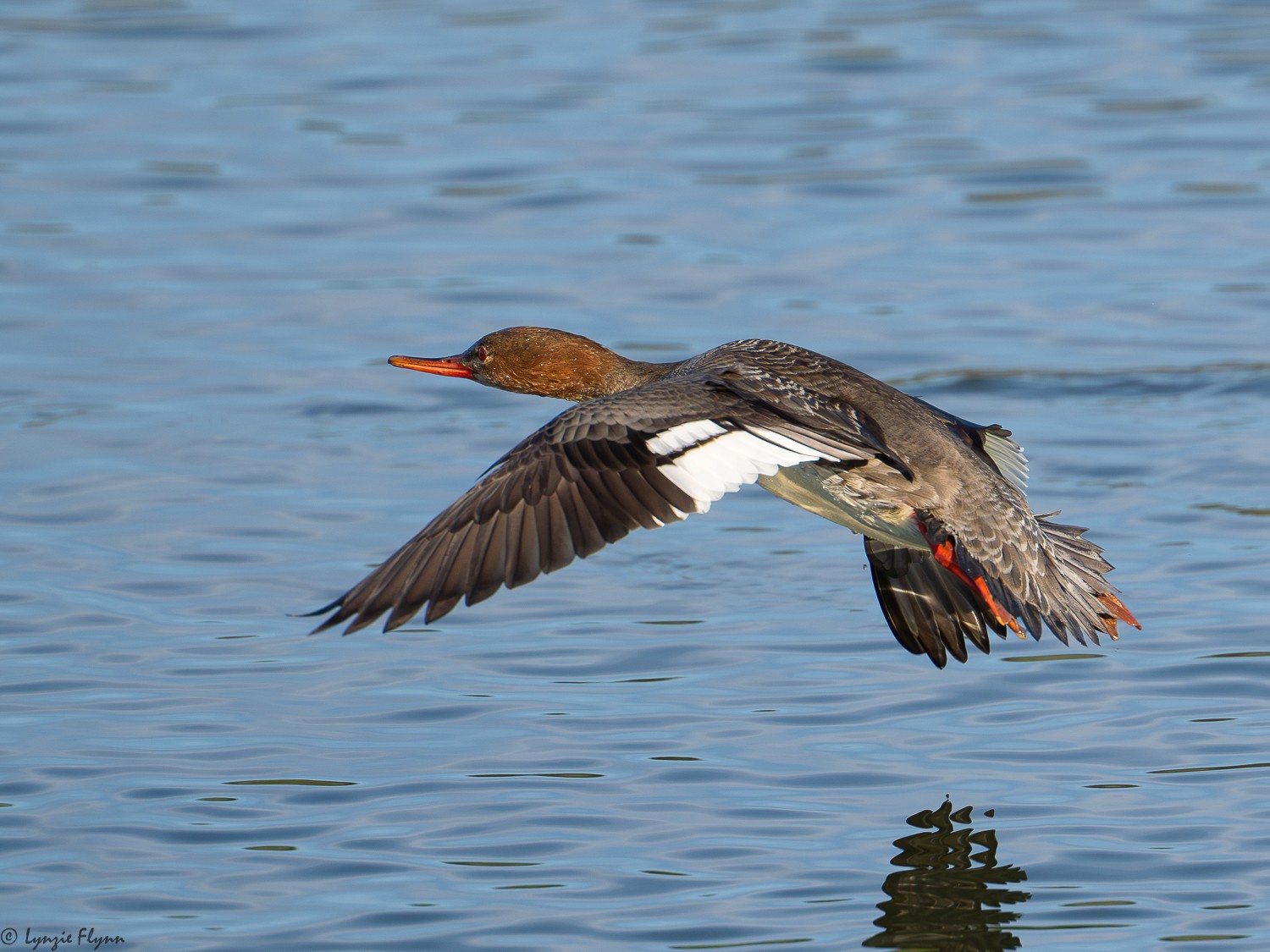 Red-breasted Merganser 9951.jpg