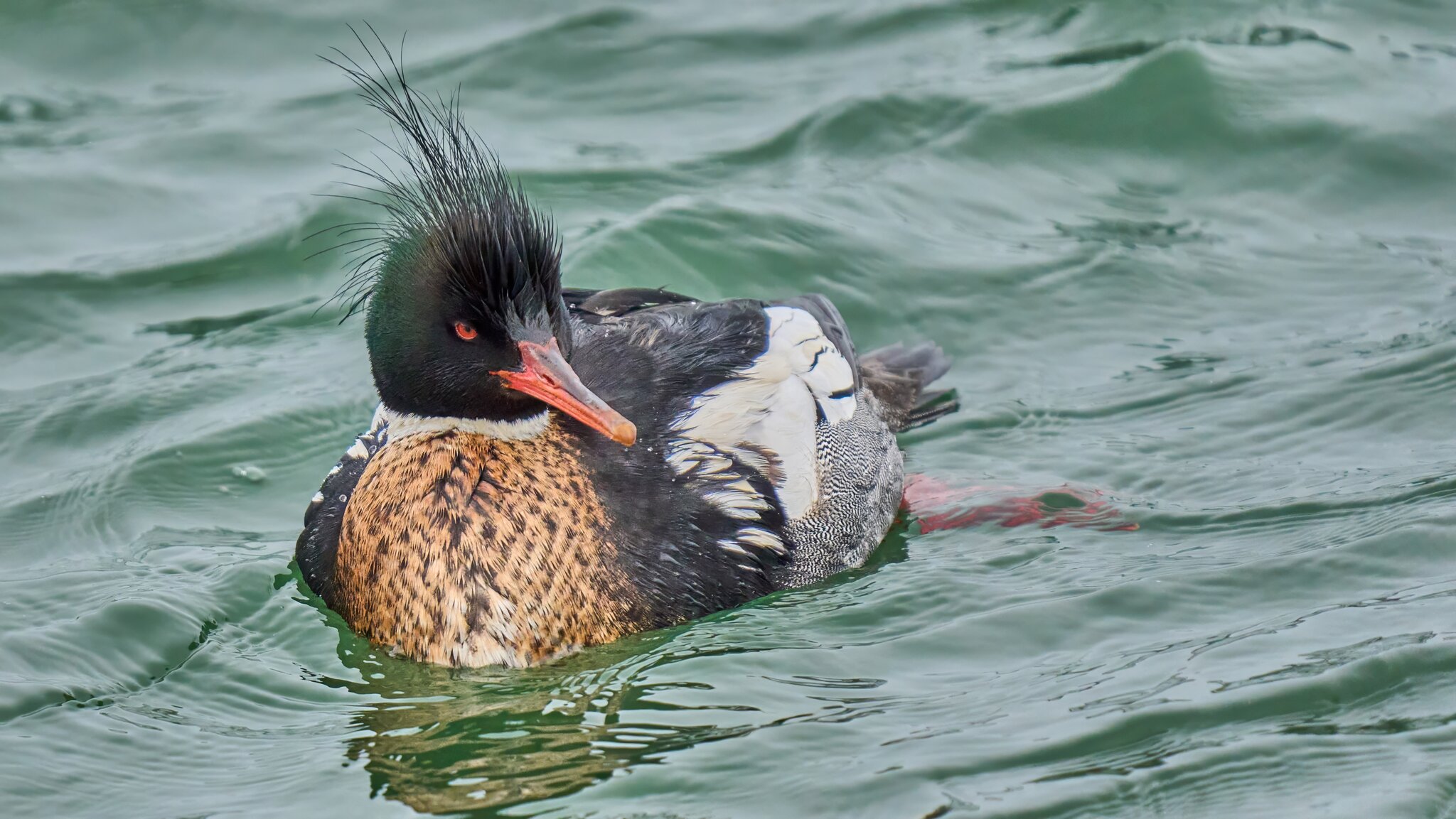 Red-Breasted Merganser - Barnegat - 02162026 - 10 - DN.jpg