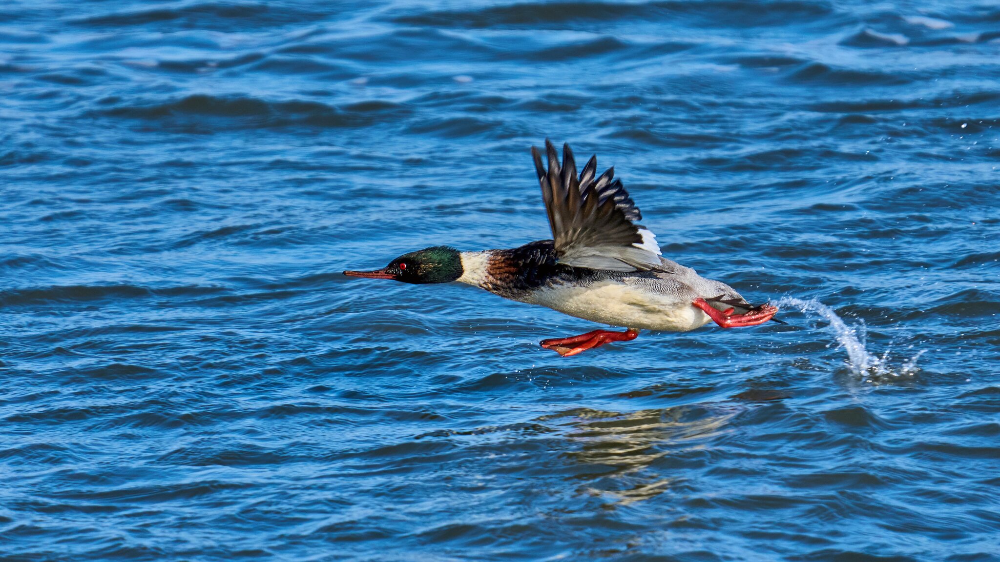 Red-Breasted Merganser - Barnegat Lighthouse - 12312025 - 11 - DN.jpg