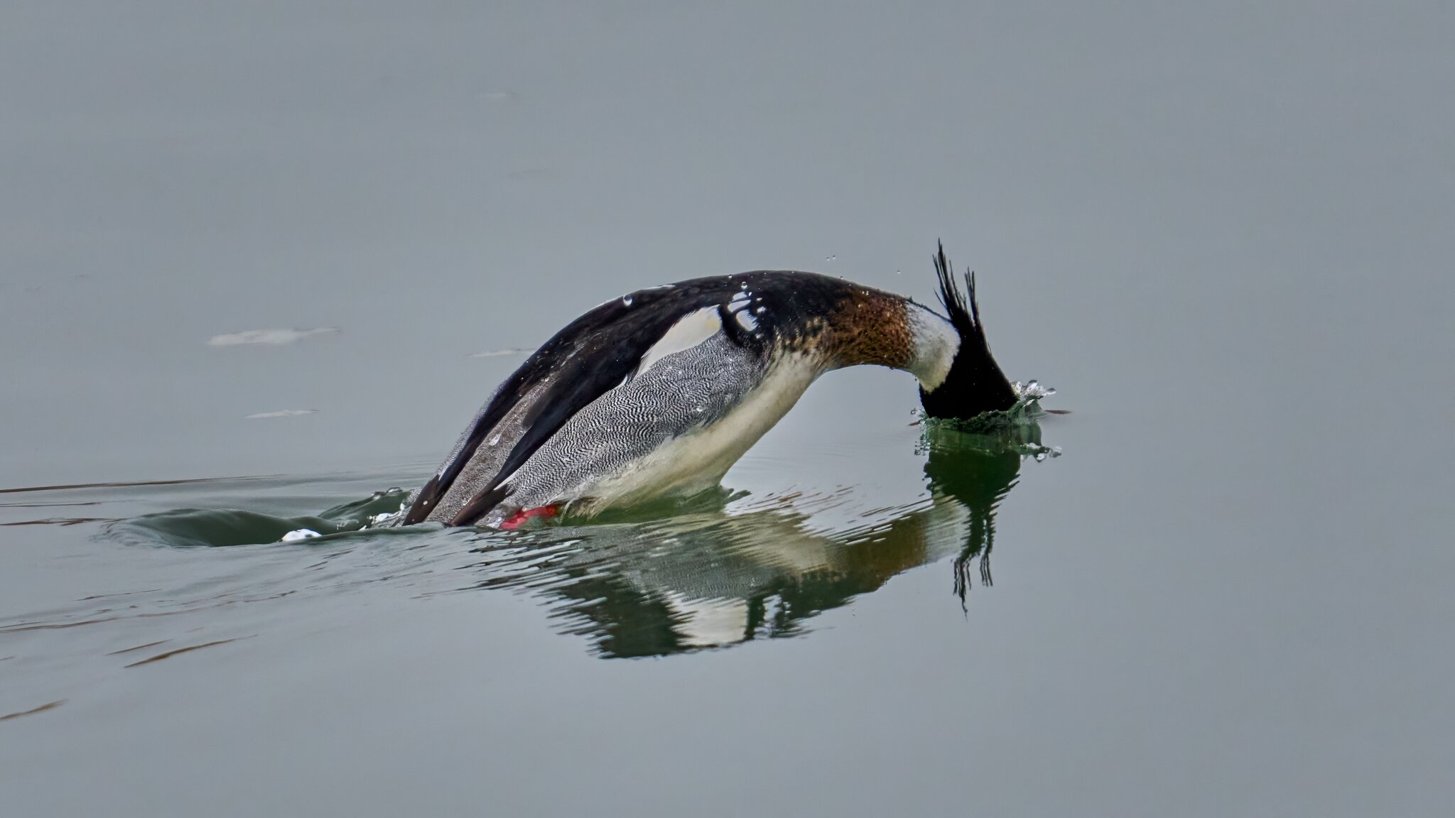 Red-Breasted Merganser - Forsythe NWR - 02162026 - 04 - DN.jpg