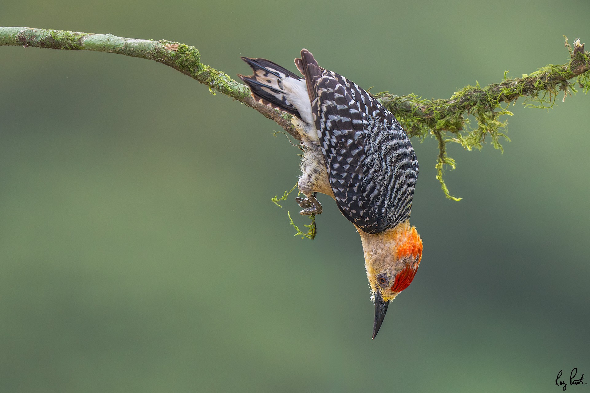 Red-crowned-Woodpecker_DSC3699-Edit.jpg