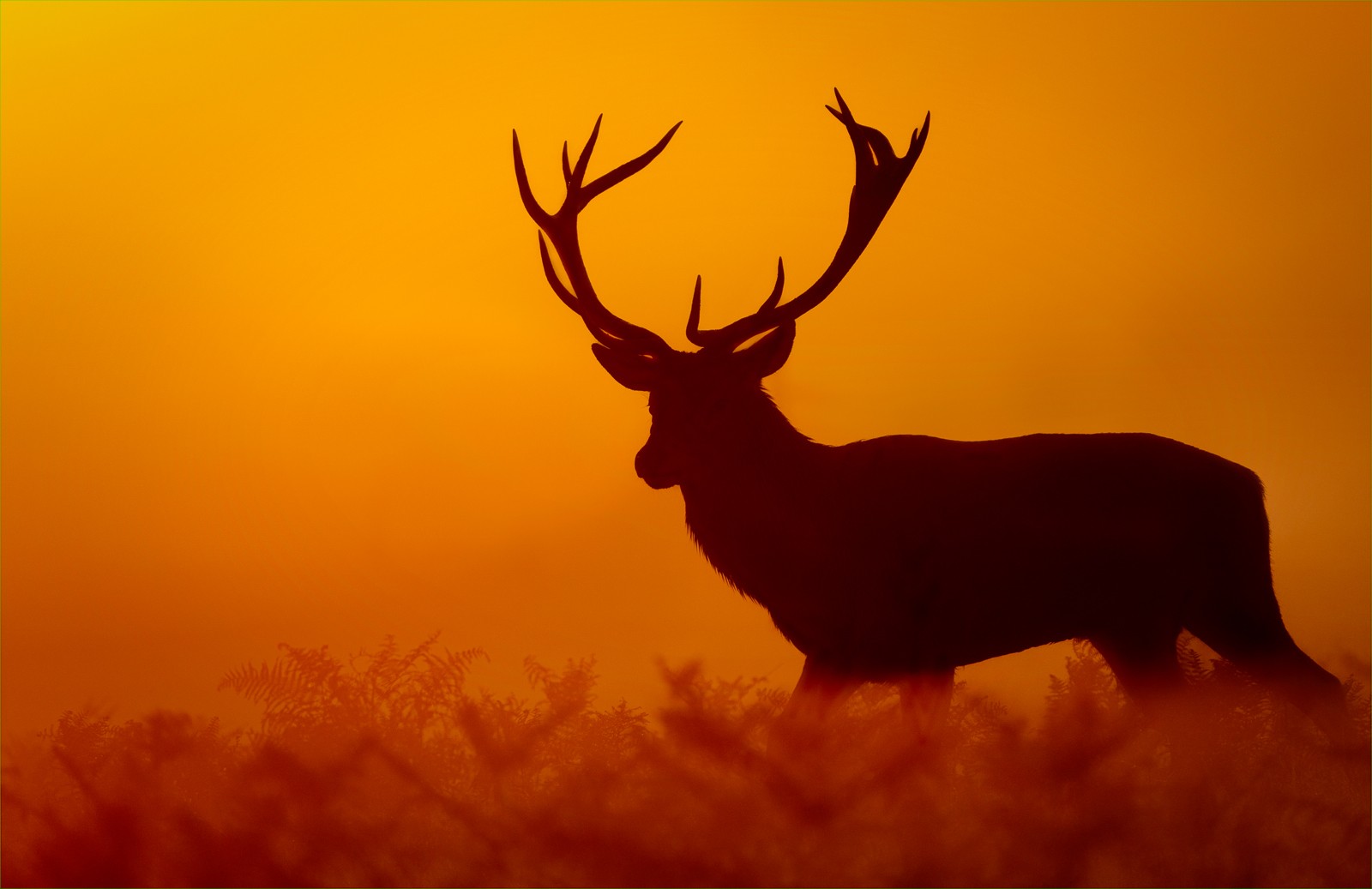 Red Deer Morning sunrise.jpg